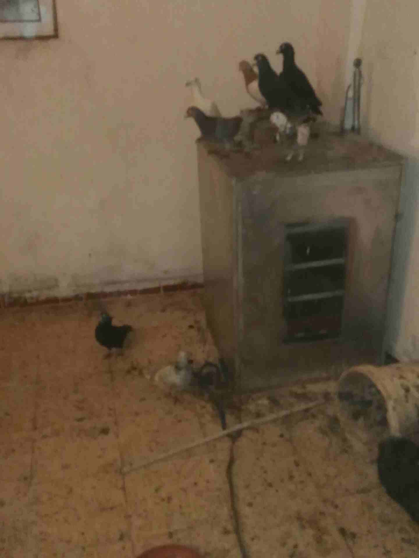 0777576140
لا تنسَ أنك شاهدت هذا الإعلان في عنكبوت
خمسة دينار حبه واحده...
