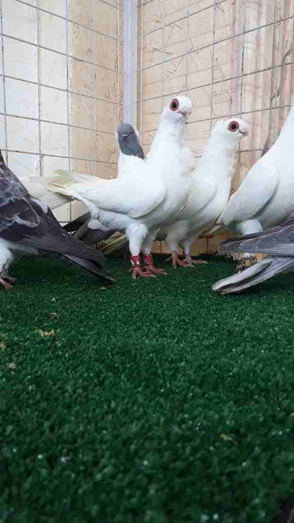جواز مخاليف وفحول وطواير للبيع
لا تنسَ أنك شاهدت هذا الإعلان في عنكبوت
جواز بولندي
جواز اصطمبولي...