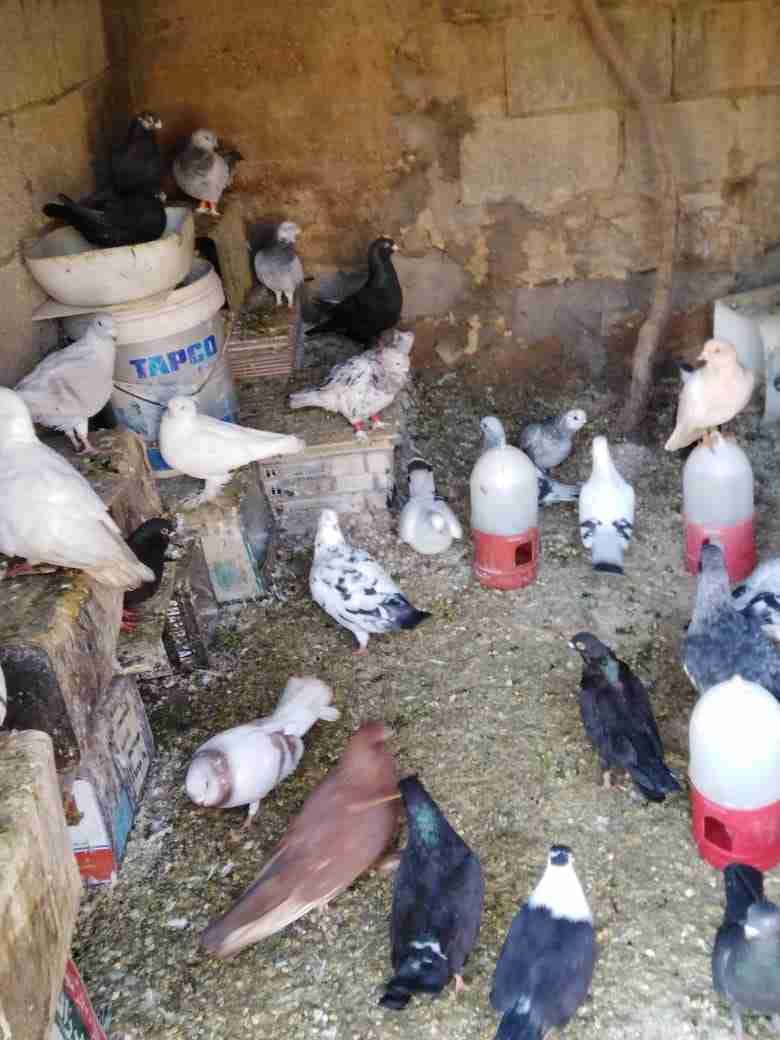 حمام كش وزق
لا تنسَ أنك شاهدت هذا الإعلان في عنكبوت
حمام كش وزق بسعر مغري الطير بخمسه العدد 4...