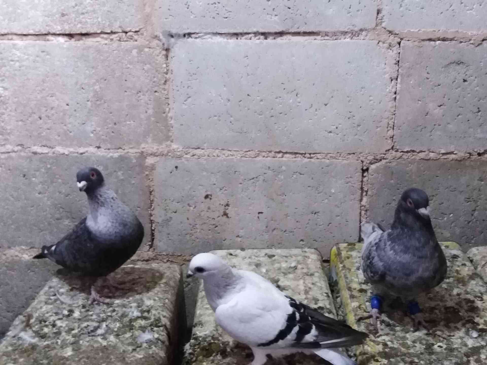 حمام للبيع
لا تنسَ أنك شاهدت هذا الإعلان في عنكبوت
بسم الله الرحمن الرحيم
9 طيور فيهم جةزين ج...