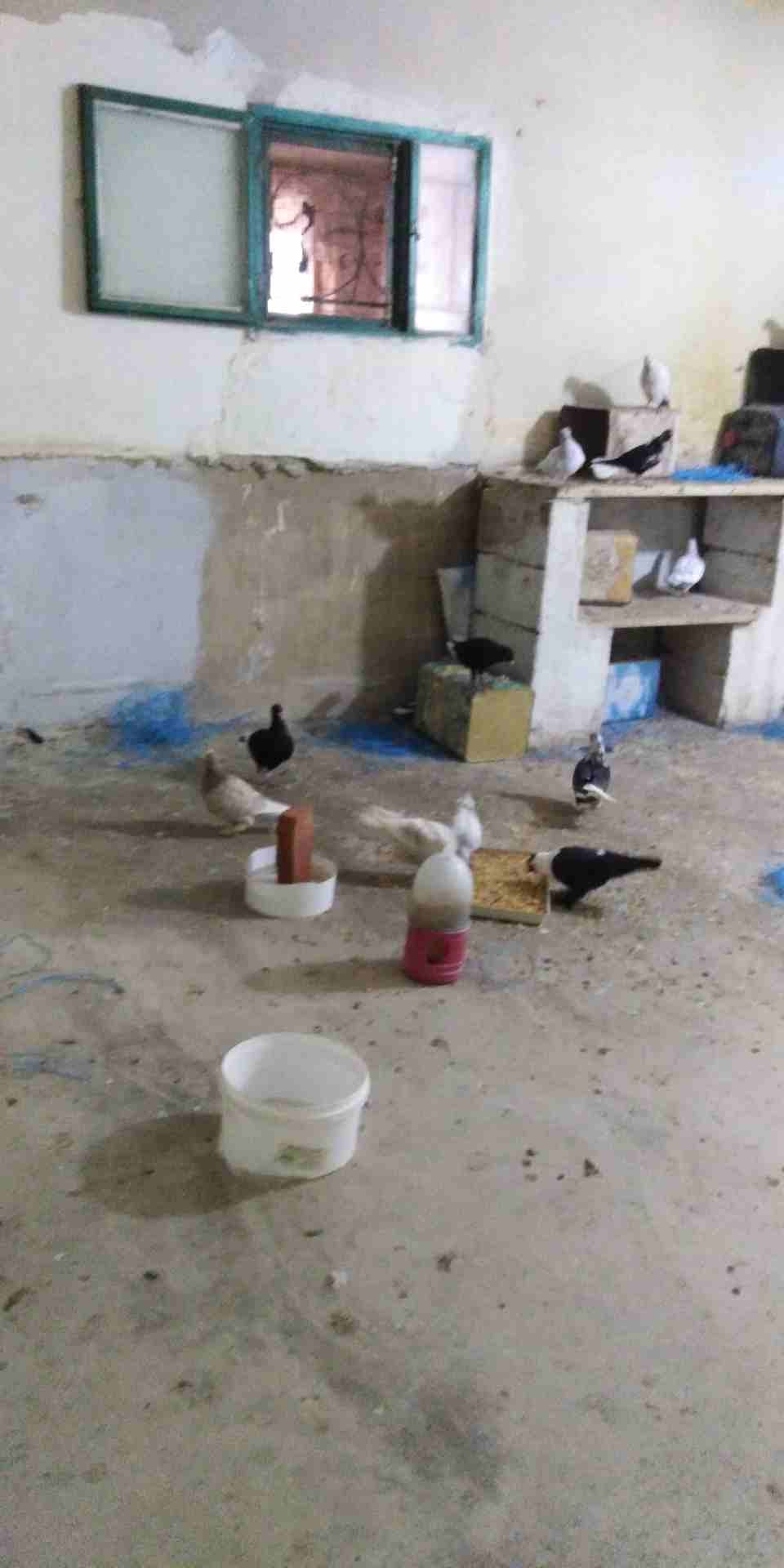 حمام زق شغال
لا تنسَ أنك شاهدت هذا الإعلان في عنكبوت
حمام زق
رقم...