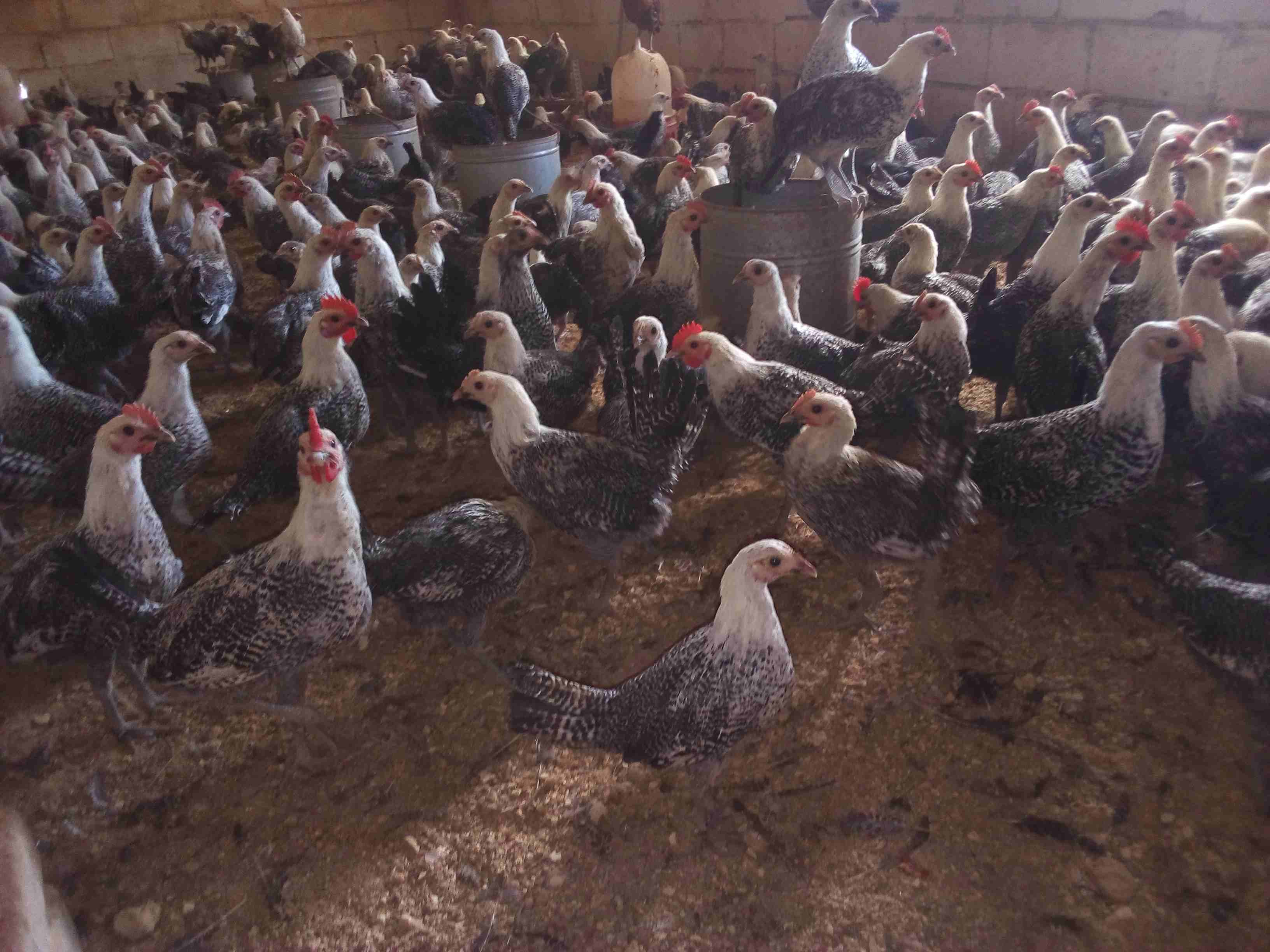 فراخ فيومي لقطه وصيده
لا تنسَ أنك شاهدت هذا الإعلان في عنكبوت
موجود 150 ديك و60 فرخه فيومي
الع...