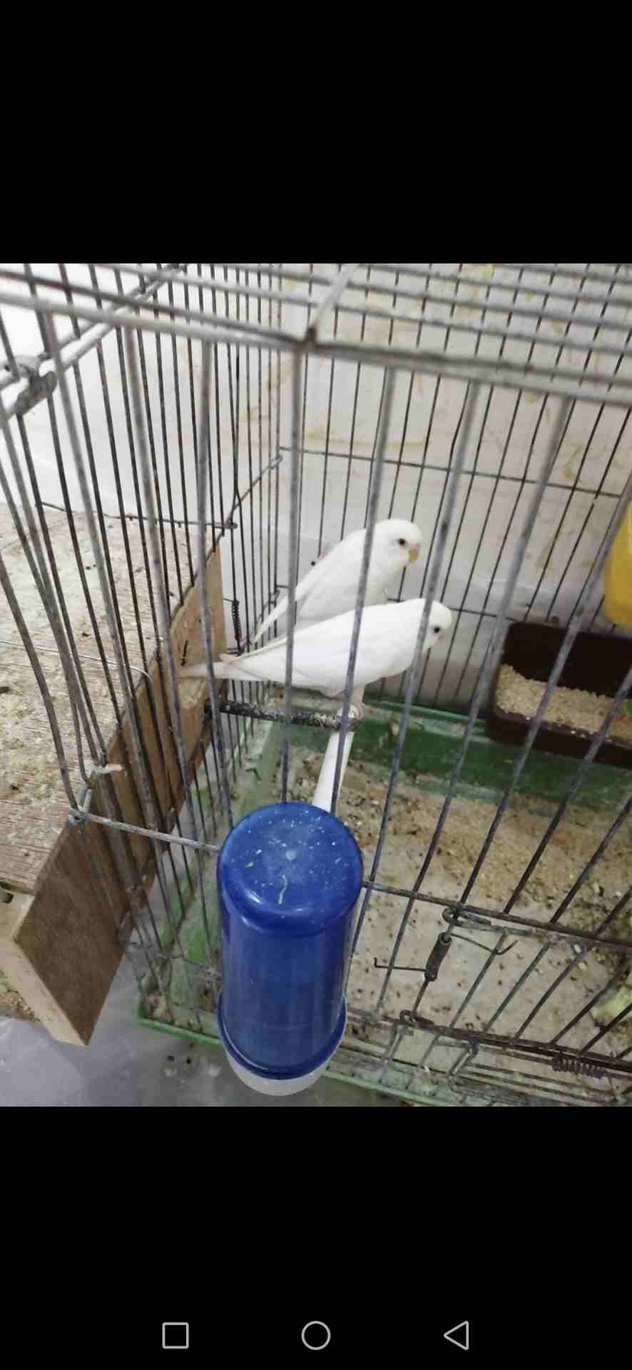 طيور للبيع
لا تنسَ أنك شاهدت هذا الإعلان في عنكبوت
اسعاااار حرق
1- جوز حب البينو ابيض ثلج عين حم...