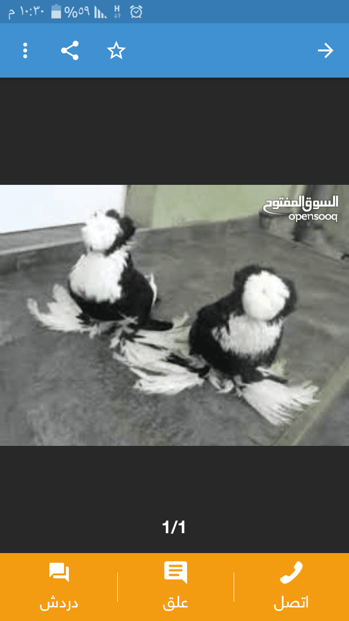 زق وكش
لا تنسَ أنك شاهدت هذا الإعلان في عنكبوت
موجود جواز وطواير وكش
جوزين نوريات زرازير سود...