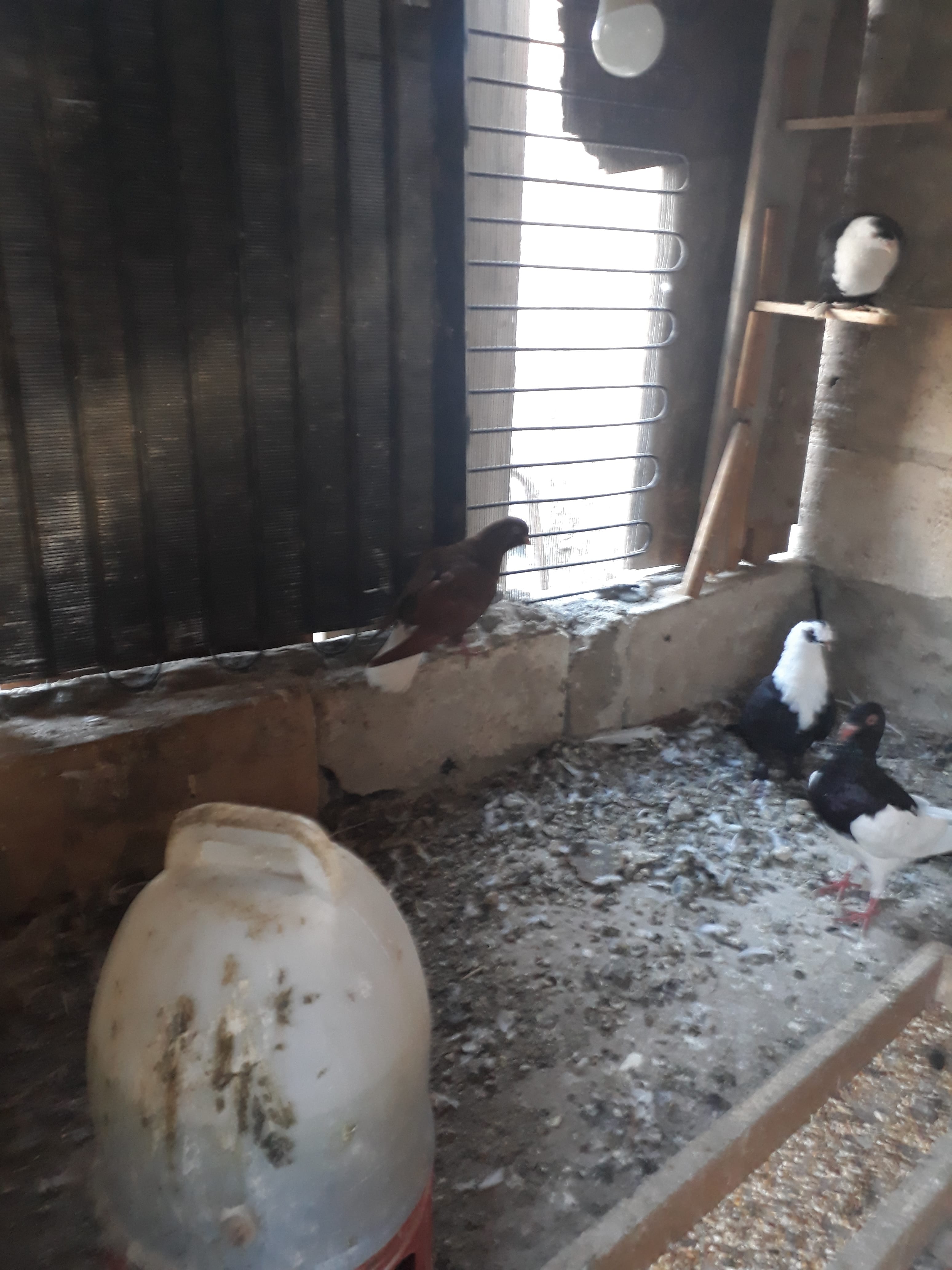 12 فرخ للبيع بواقي مشكله
لا تنسَ أنك شاهدت هذا الإعلان في عنكبوت
الرصيفه الجبل الشمالي
في منه...
