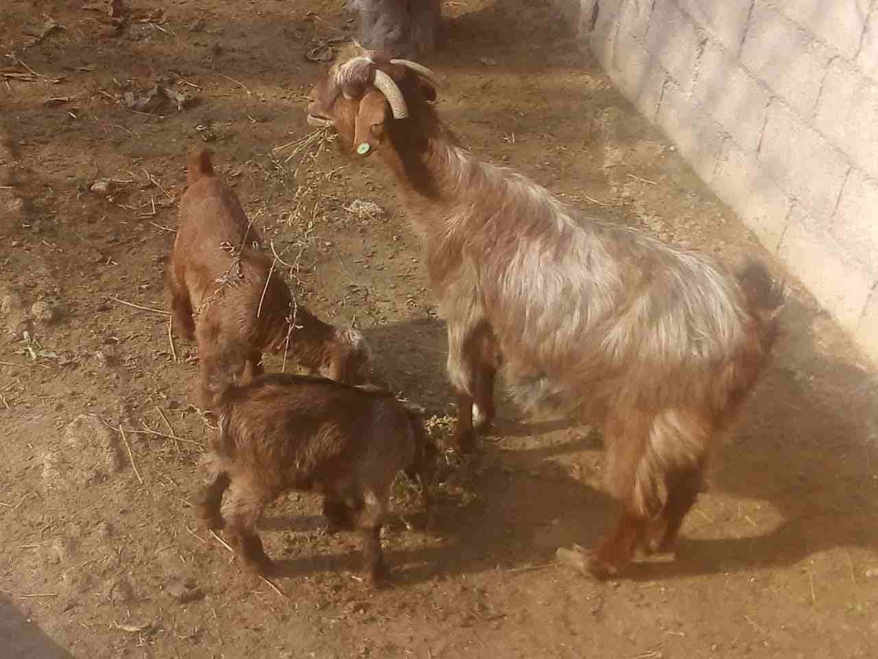 عنز معاها توم سخلات عمر شهر وعشر ايام سن نضيف ام ثالث
لا تنسَ أنك شاهدت هذا الإعلان في عنكبوت
عين...
