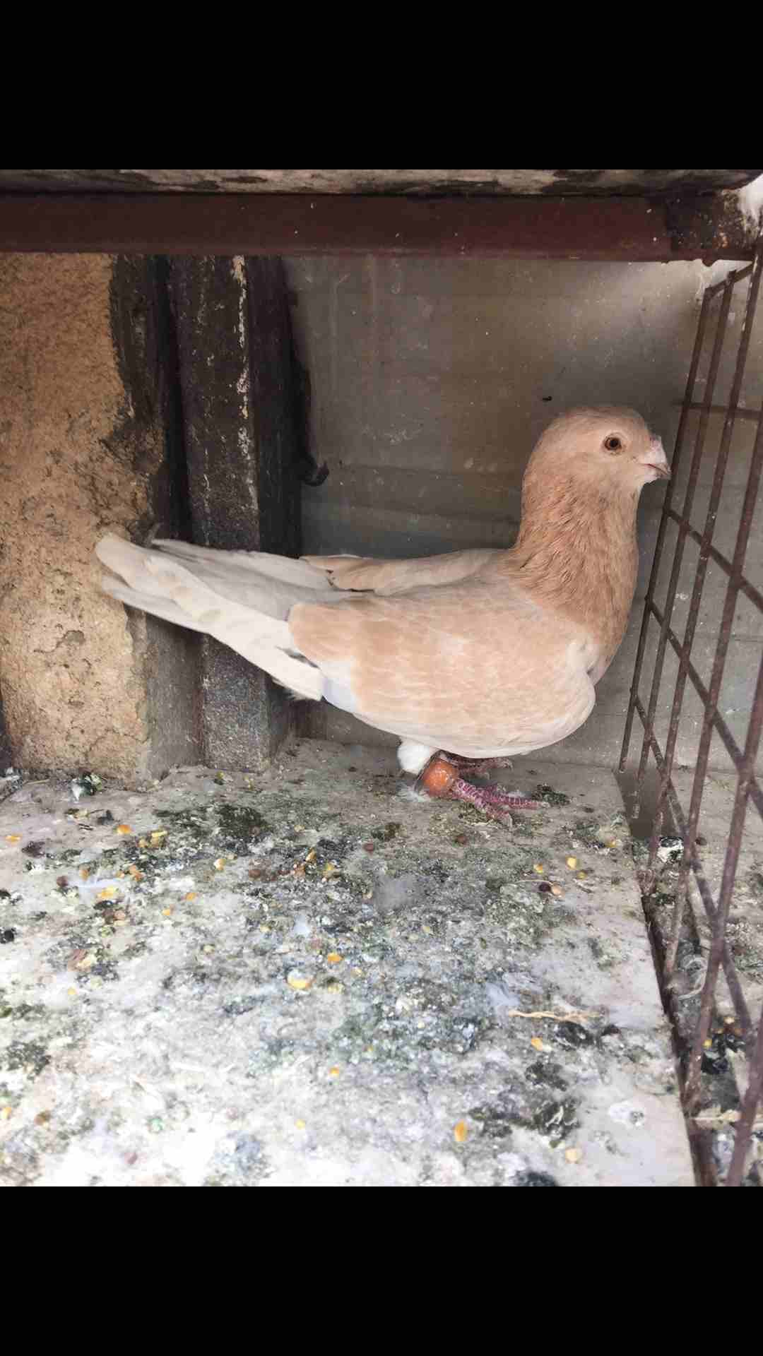 9 طيور كش بسعر مغري
لا تنسَ أنك شاهدت هذا الإعلان في عنكبوت
الطيور كش كلهم فحول
عدد 9 للبيع كلهم...
