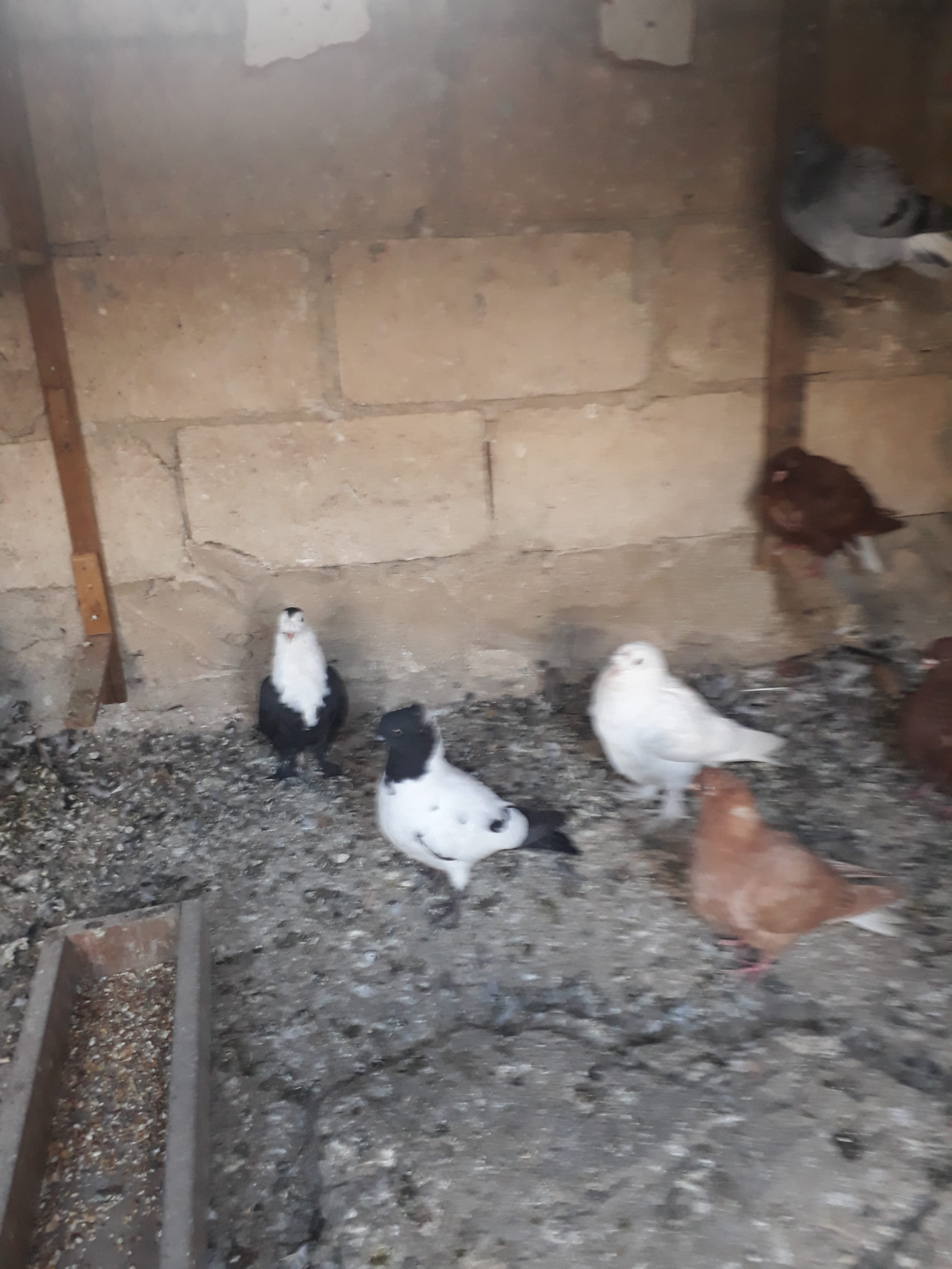 12 فرخ للبيع بواقي مشكله
لا تنسَ أنك شاهدت هذا الإعلان في عنكبوت
الرصيفه الجبل الشمالي
في منه...