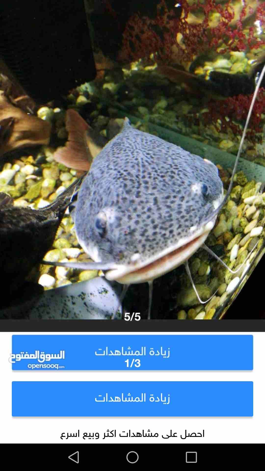 سمك ريد تيل فيش وبيرانا ابيض للبيع بسعر مغري
لا تنسَ أنك شاهدت هذا الإعلان في عنكبوت
سمك للبيع حب...