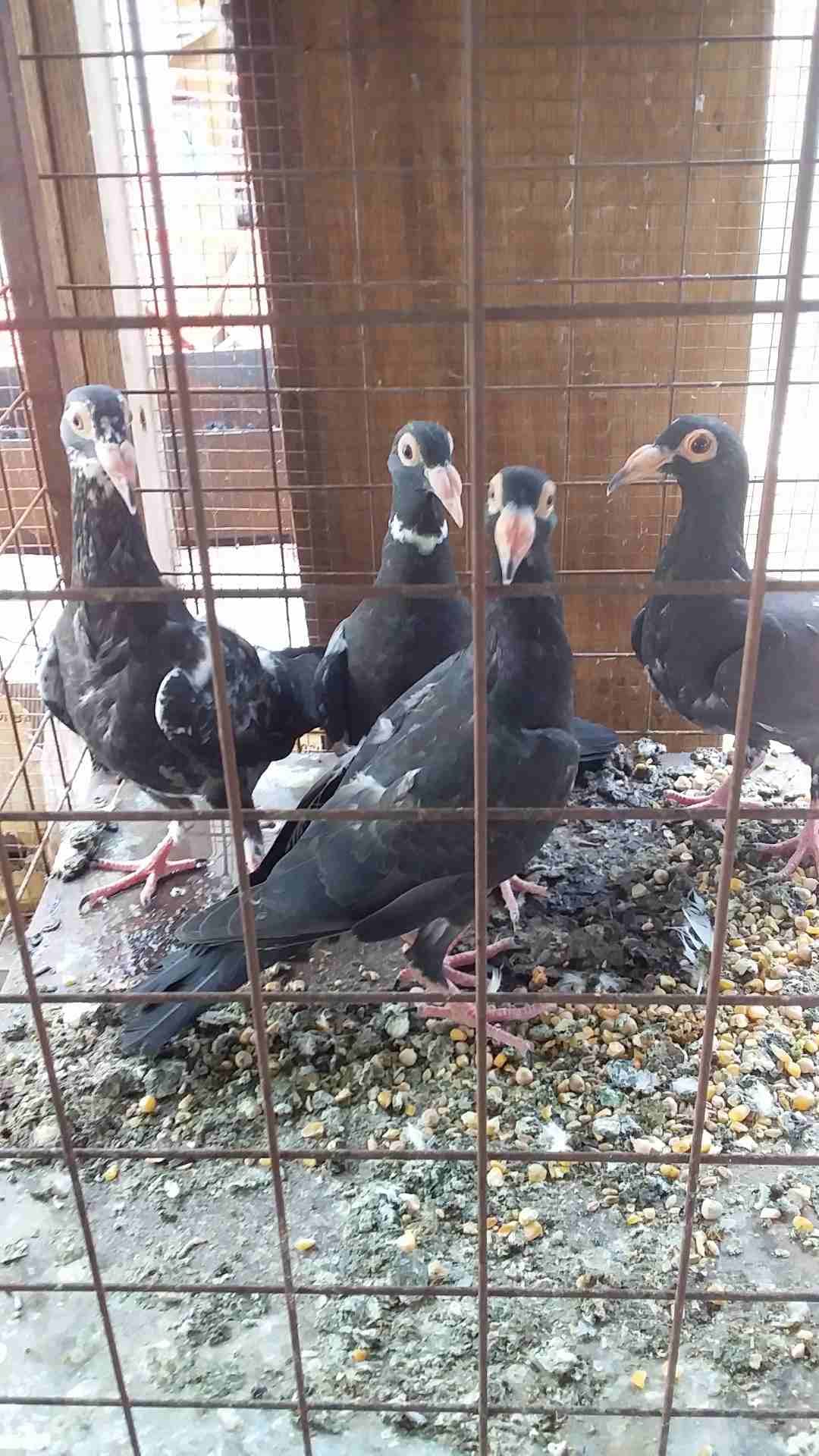 اربع فراخ لورنسات وبغادنه مستواهن حلو فطم جديد للبيع القويسمه سعرهن عشرين دينار
لا تنسَ أنك شاهدت هذا الإعلان في عنكبوت...