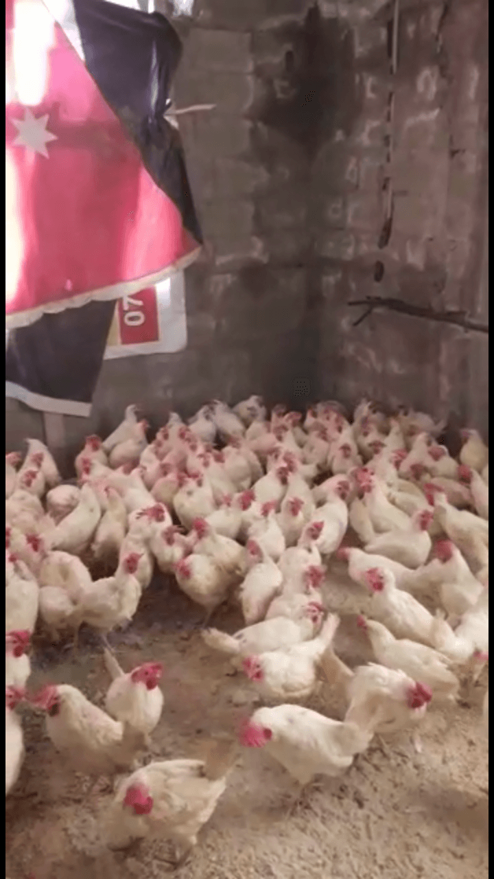 المقابلين
لا تنسَ أنك شاهدت هذا الإعلان في عنكبوت
جاج مزارع بياض
الجاجه على دينار واحد...