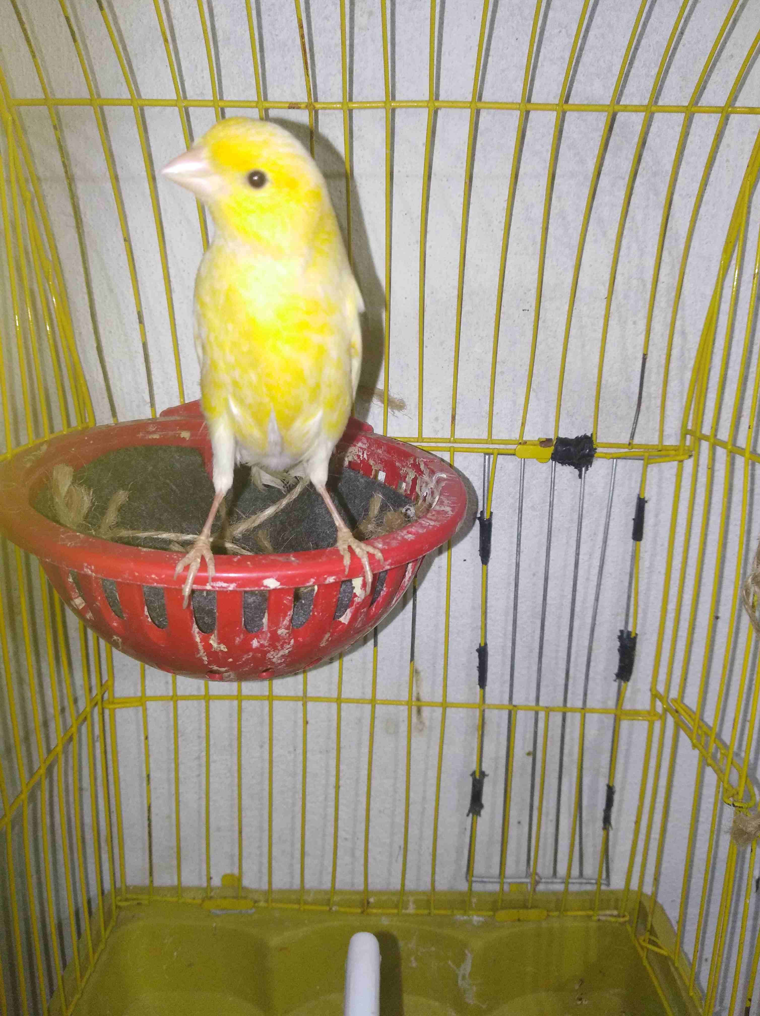 جوز كنارات ليموني صاااااافي حبات طويله جوزشغلات الفحل مغنااا ناااااار وفي فيديو
لا تنسَ أنك شاهدت هذا الإعلان في عنكبوت...