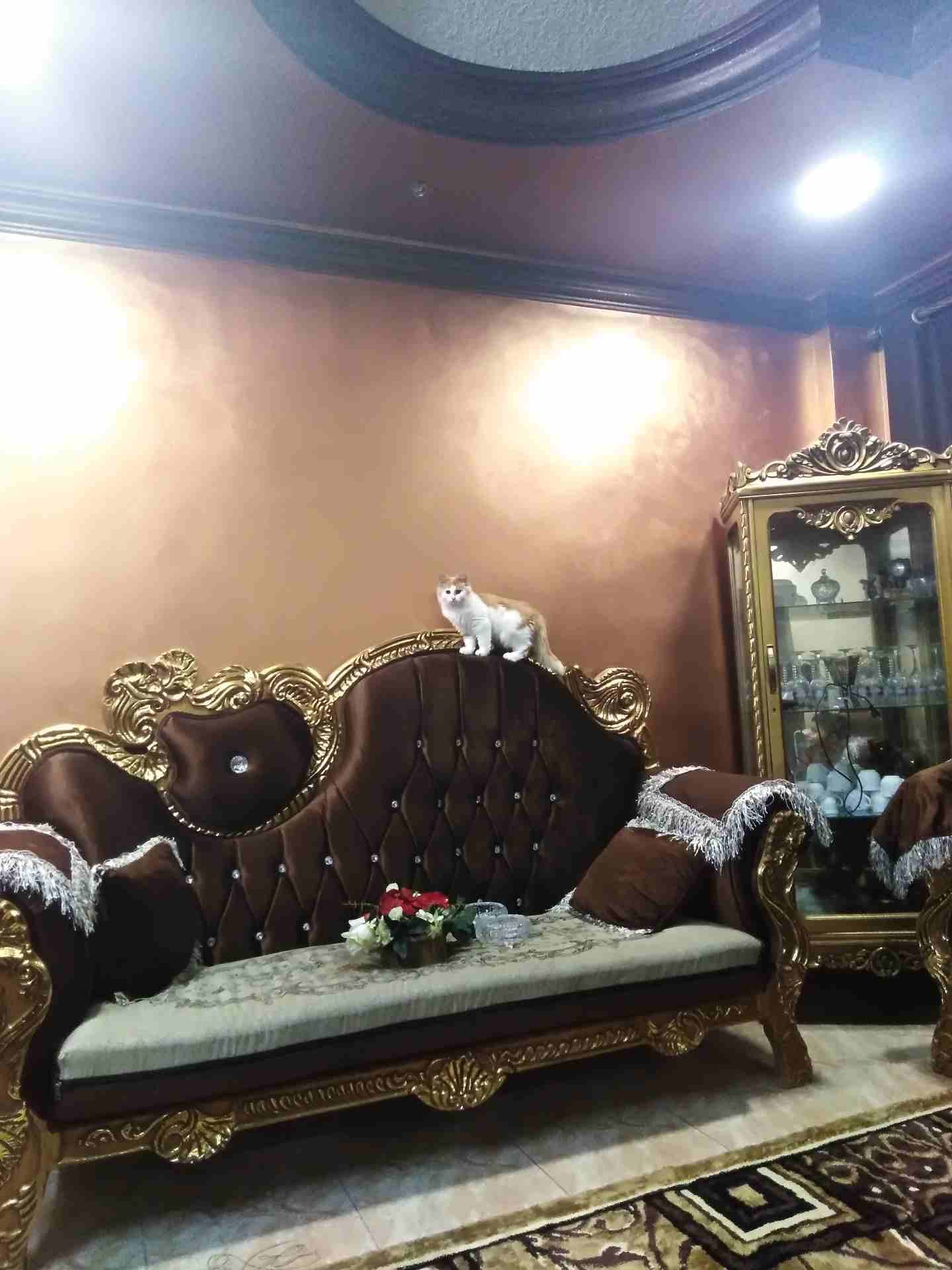 قطه للبيع
لا تنسَ أنك شاهدت هذا الإعلان في عنكبوت
قطه للبيع معها جواز السفر وكرت
المطاعيم
لعوبه...
