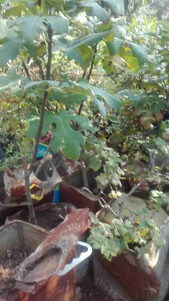 اربد ججين مركز صحي قديما
لا تنسَ أنك شاهدت هذا الإعلان في عنكبوت
اشجار زينه واشجار مثمره ..لوزيات...
