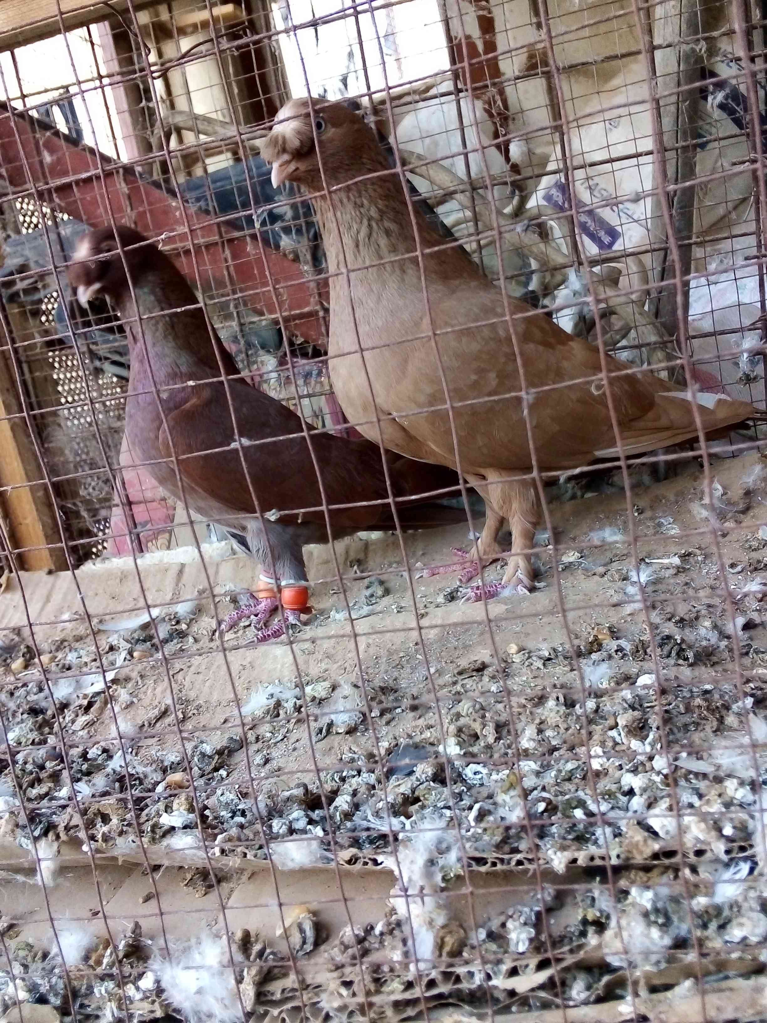 جواز زق شغاللات مخاليف
لا تنسَ أنك شاهدت هذا الإعلان في عنكبوت
سحاب شارع الستين قرب ترخيص جنو...