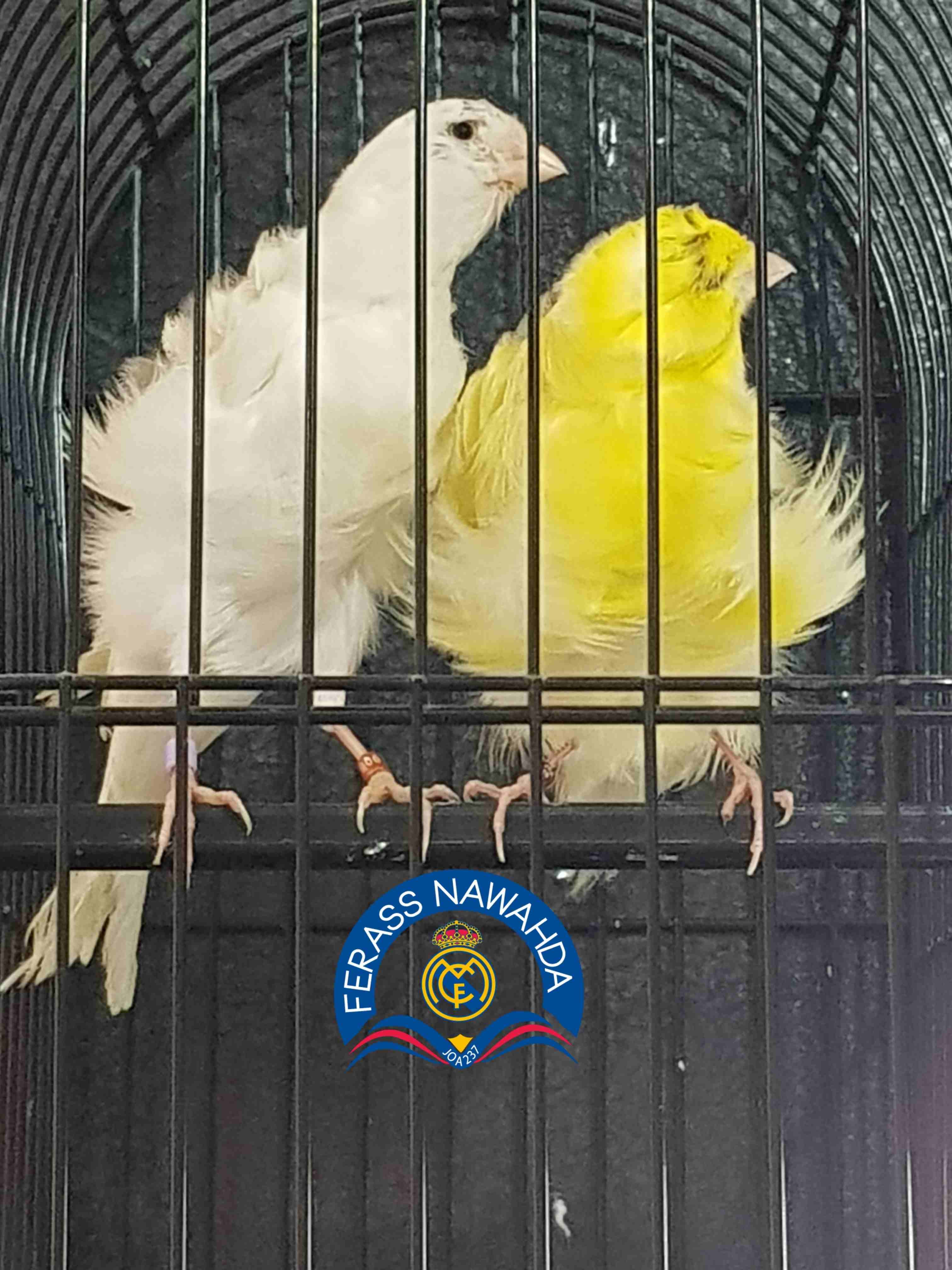 جوز بادوفان
لا تنسَ أنك شاهدت هذا الإعلان في عنكبوت
بسم الله الرحمن الرحيم ...
جوز للبيع ... ((...