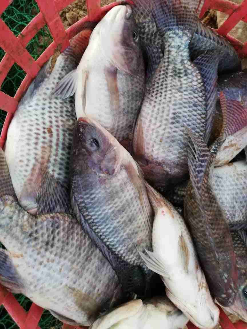 سمك حي يباع مباشرا داخل المزرعة مع وجود خدمة التنظيف مشط أوزان 400-600غم
لا تنسَ أنك شاهدت هذا الإعلان في عنكبوت...
