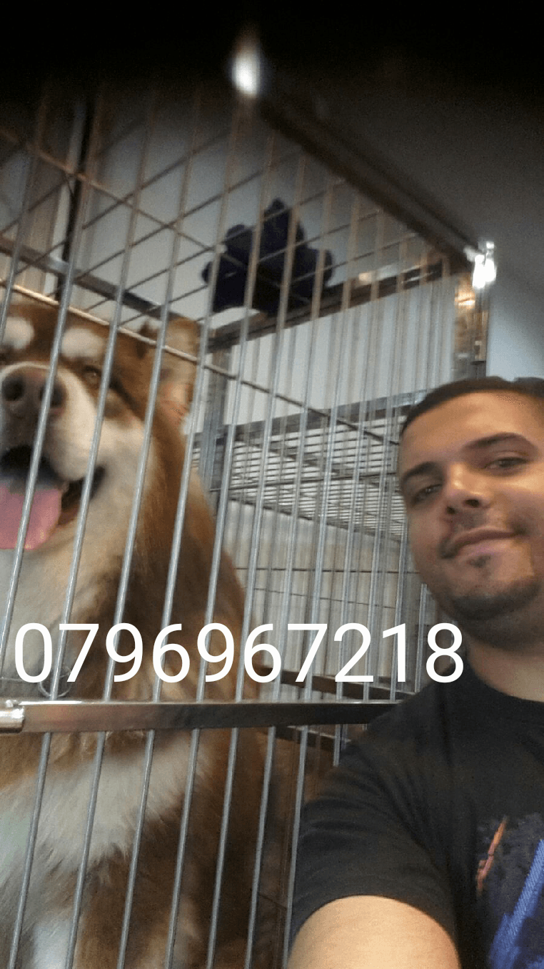 Gaint Alaskan Malamute
لا تنسَ أنك شاهدت هذا الإعلان في عنكبوت
بسم الله ما شاء الله ...
متاح...