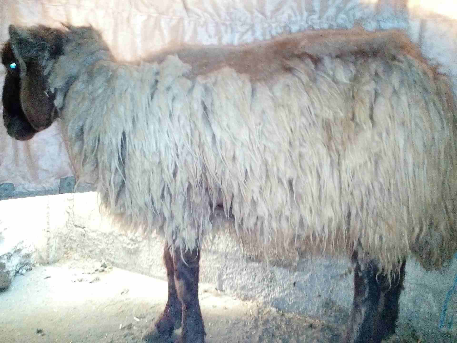 كباش بيعر البلاش وباسعار مغرية جدا
لا تنسَ أنك شاهدت هذا الإعلان في عنكبوت
كباش عدد خمسة سن انضيف...