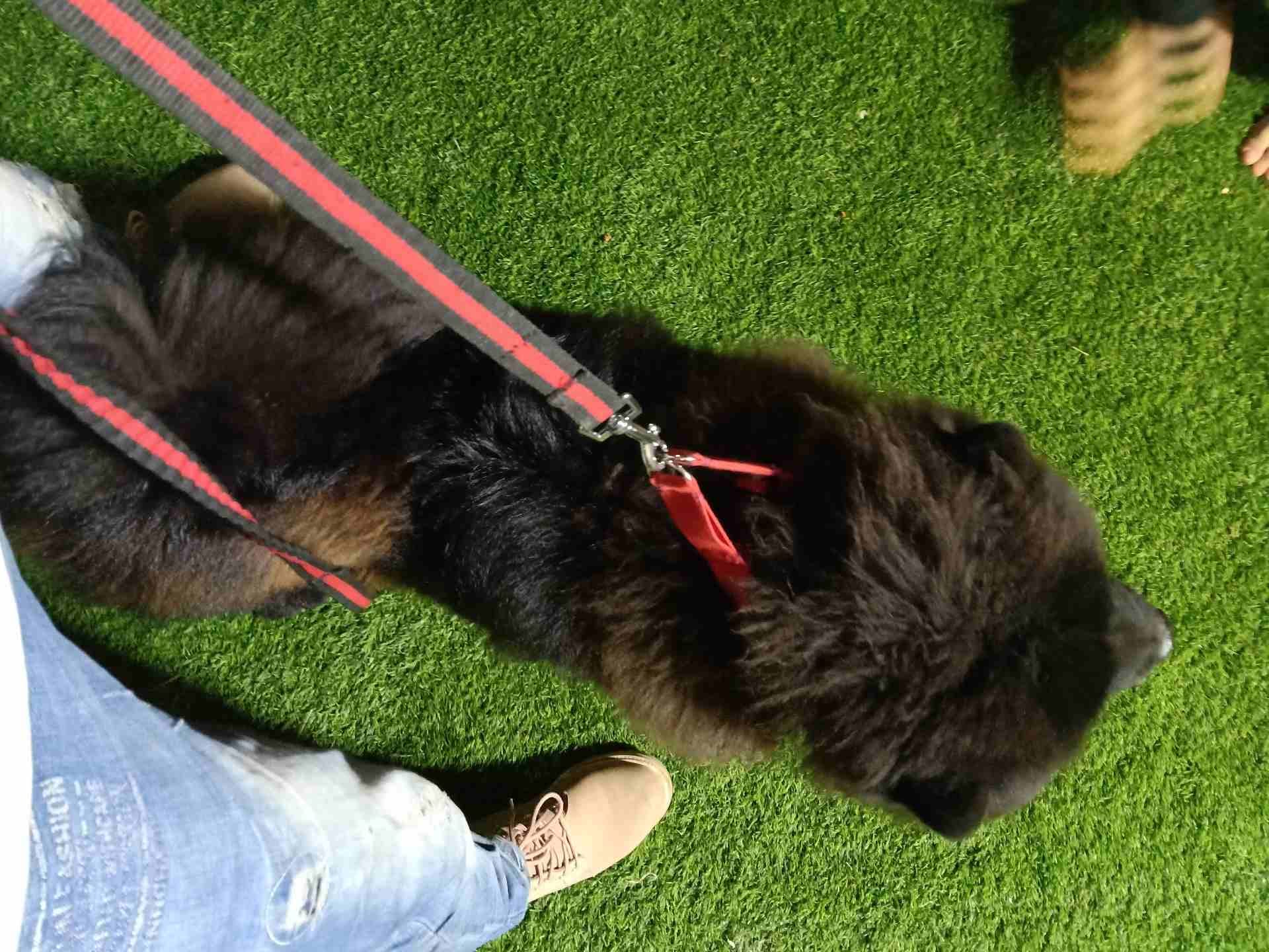 تشاو تشاو (chow chow)
لا تنسَ أنك شاهدت هذا الإعلان في عنكبوت
بسم الله الرحمن الرحيم(بسعر مغري)!!...