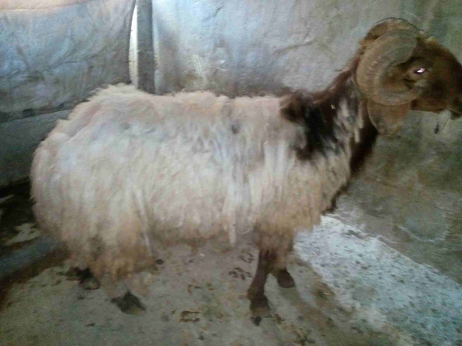 كباش بيعر البلاش وباسعار مغرية جدا
لا تنسَ أنك شاهدت هذا الإعلان في عنكبوت
كباش عدد خمسة سن انضيف...