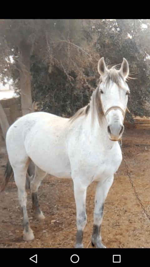 فرس عمر 6 سنوات كفاله صحه و دم حامي ركوب بس و شرا يرن
لا تنسَ أنك شاهدت هذا الإعلان في عنكبوت
فرس...