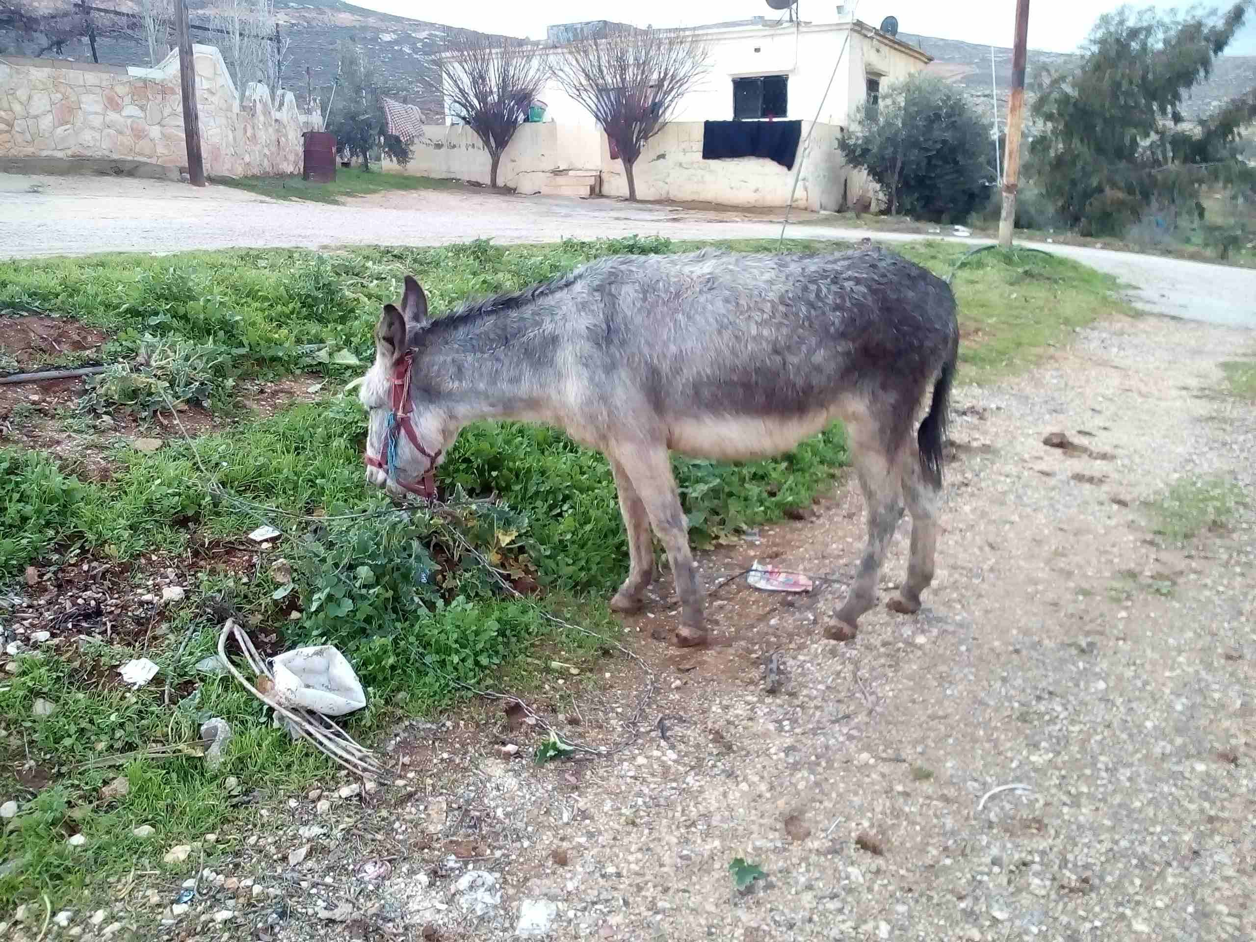 حماره زرقا عاليه حراثه عاقل نخب ست اشبار عمره ثلاث سنوات
لا تنسَ أنك شاهدت هذا الإعلان في عنكبوت...