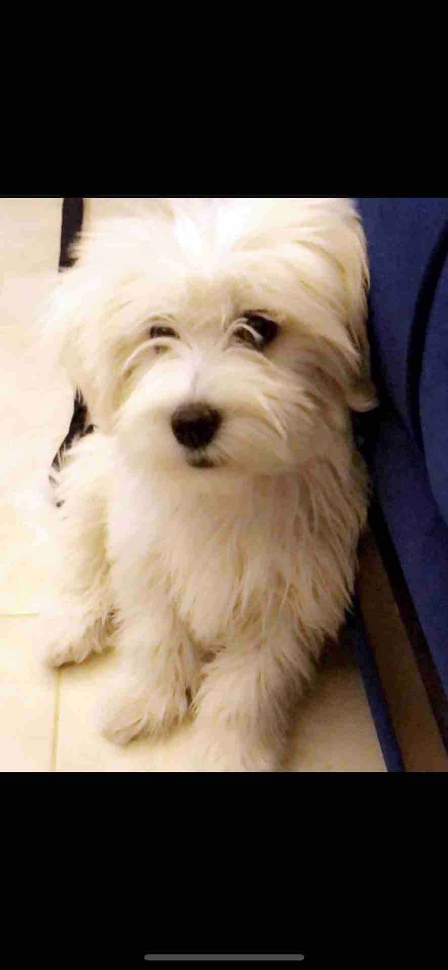 فرنش تيريير -french terrier
لا تنسَ أنك شاهدت هذا الإعلان في عنكبوت
french terrier pure 100%
Fema...