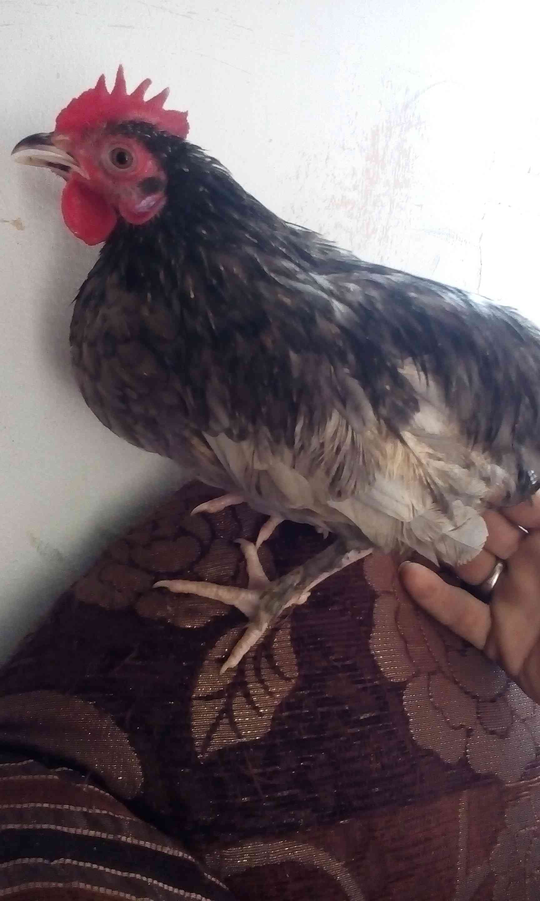 ما شاء الله اربع ديوك للبدل على حمام ديك فراخ
لا تنسَ أنك شاهدت هذا الإعلان في عنكبوت
عمر الد...