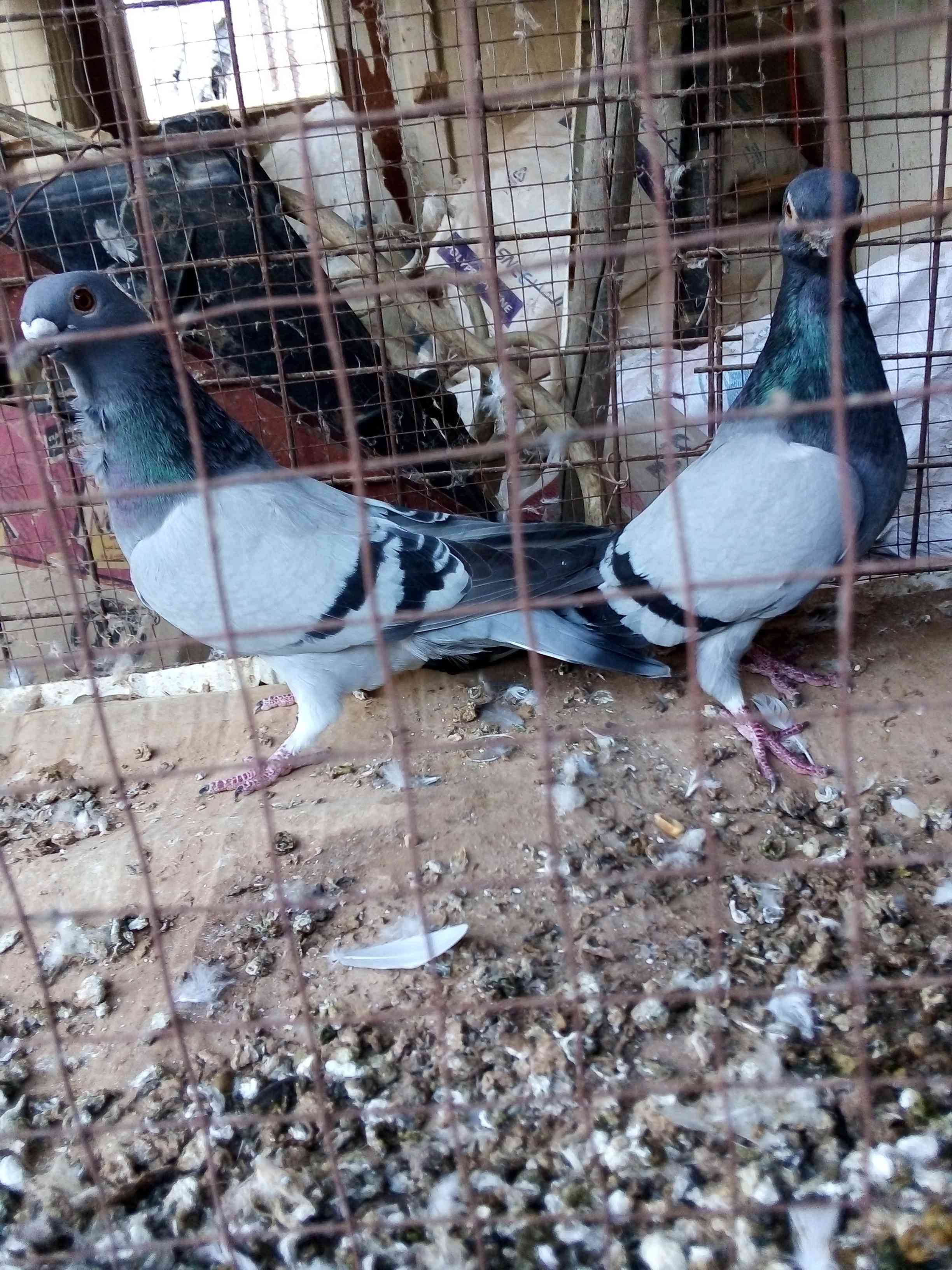 جواز زق شغاللات مخاليف
لا تنسَ أنك شاهدت هذا الإعلان في عنكبوت
سحاب شارع الستين قرب ترخيص جنو...