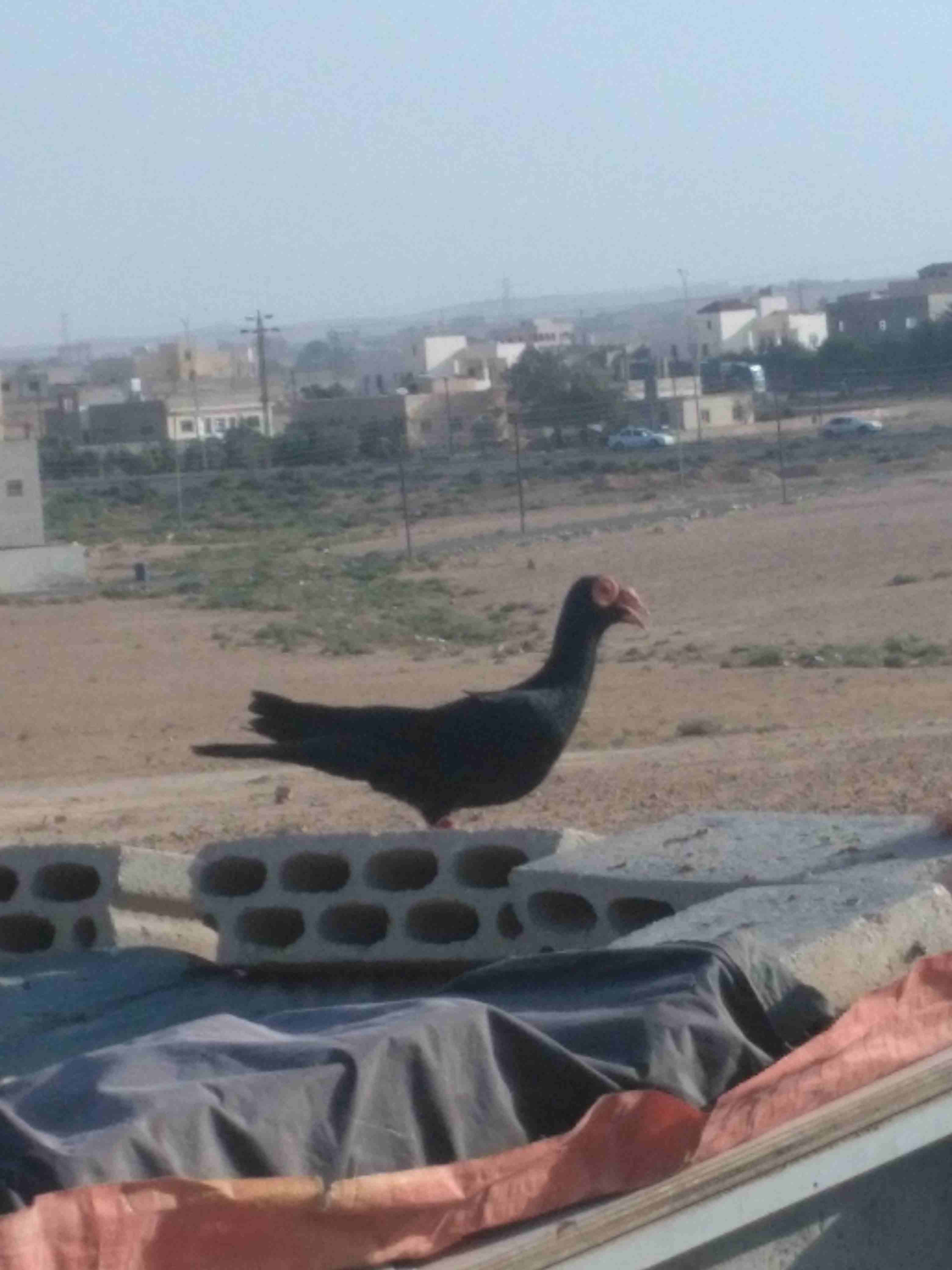 جوز شغالات
لا تنسَ أنك شاهدت هذا الإعلان في عنكبوت
جوز شغالات صلاة النبي عليهم شرعات وخلفتهم حلوة...