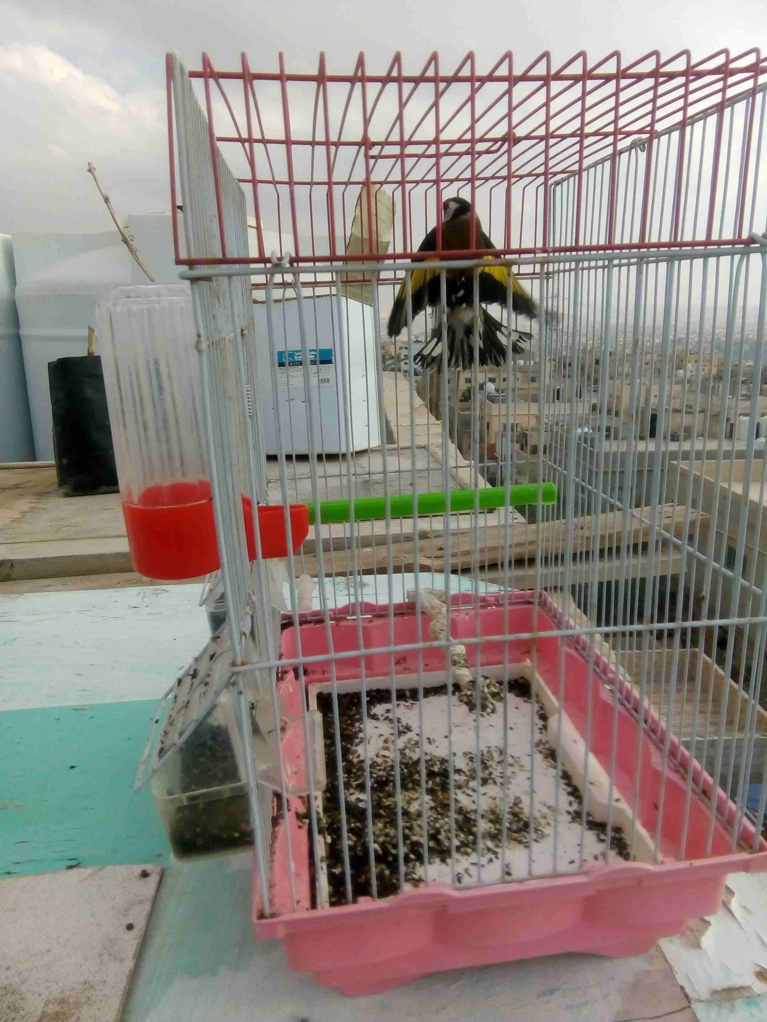 فحلين حسون ع السمع للبيع
لا تنسَ أنك شاهدت هذا الإعلان في عنكبوت
صحه ونضافة وصوت
المراجعة على الر...