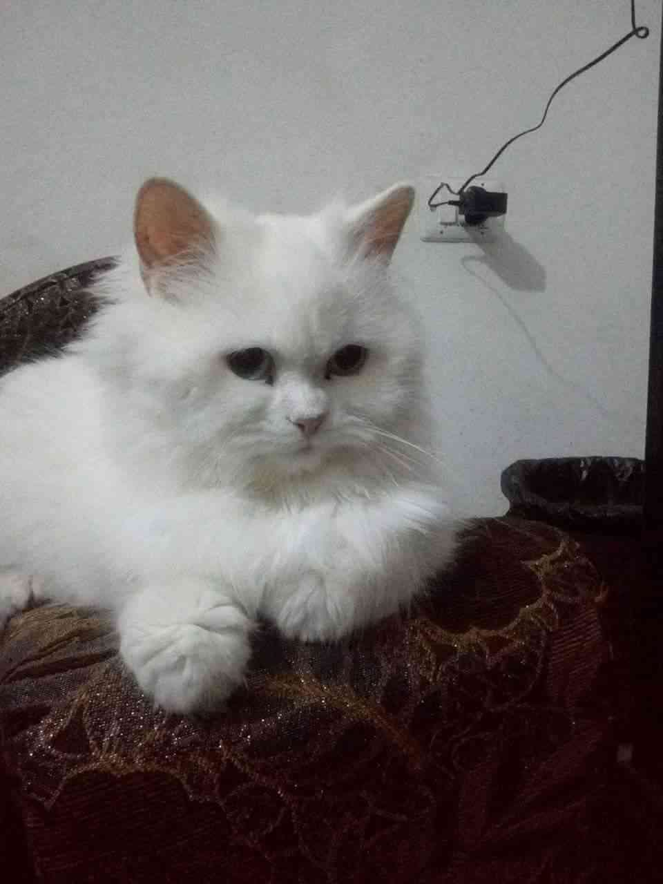 قطه شرازيه
لا تنسَ أنك شاهدت هذا الإعلان في عنكبوت
قطه شنيلا للبيع منتجه مرتين وحنوونه جدا جد...