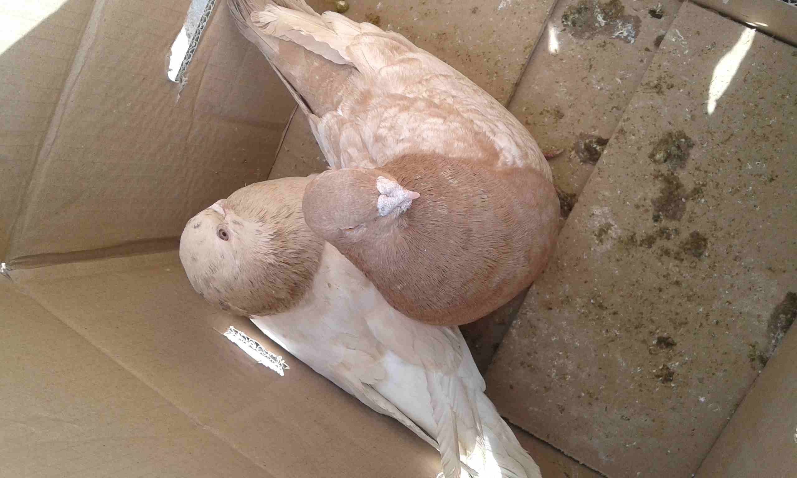 جوز كنك للبيع
لا تنسَ أنك شاهدت هذا الإعلان في عنكبوت
للبيع للجادين فقط للاستفسار الاتصال أو على...