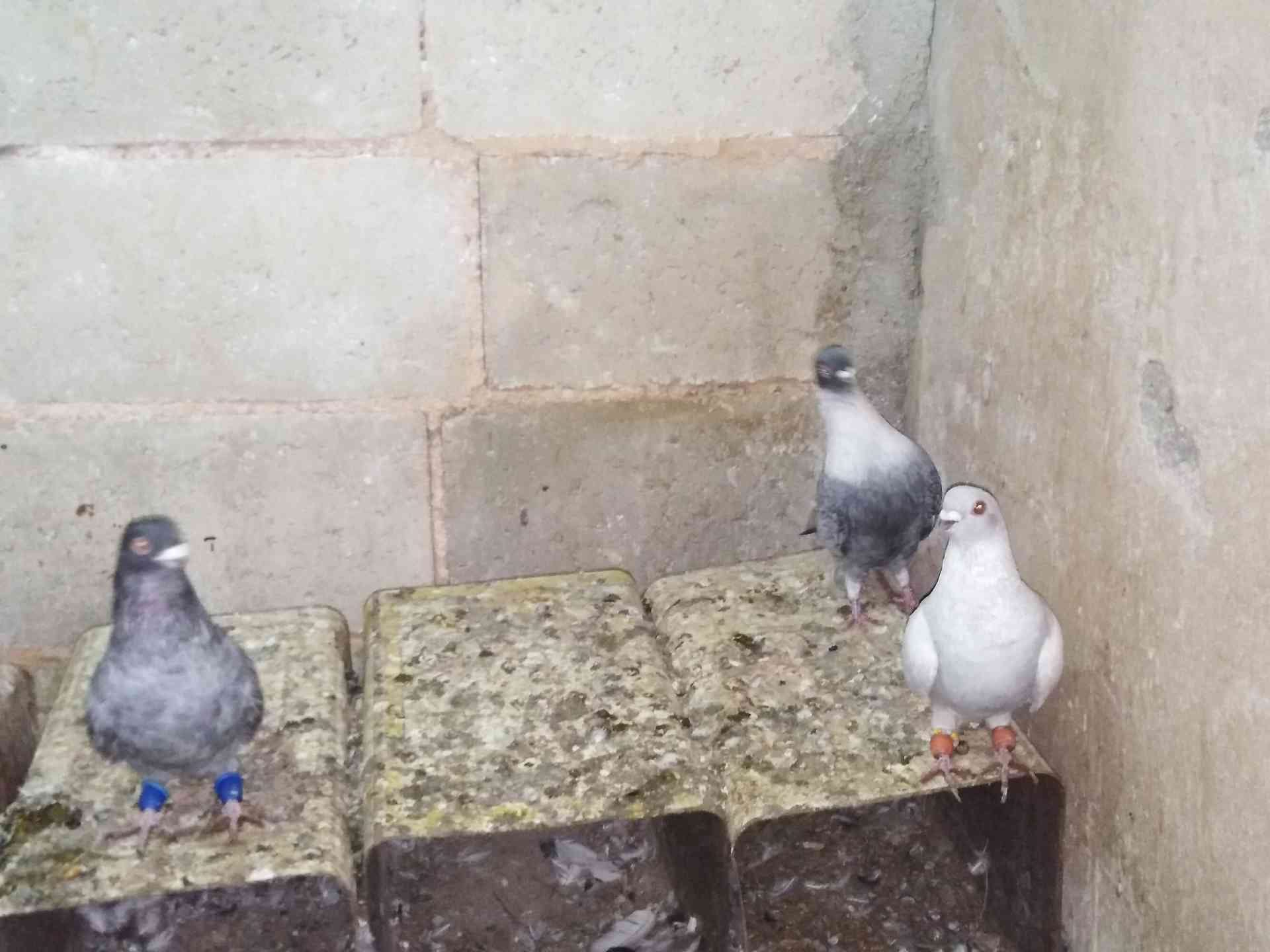 حمام للبيع
لا تنسَ أنك شاهدت هذا الإعلان في عنكبوت
بسم الله الرحمن الرحيم
9 طيور فيهم جةزين ج...