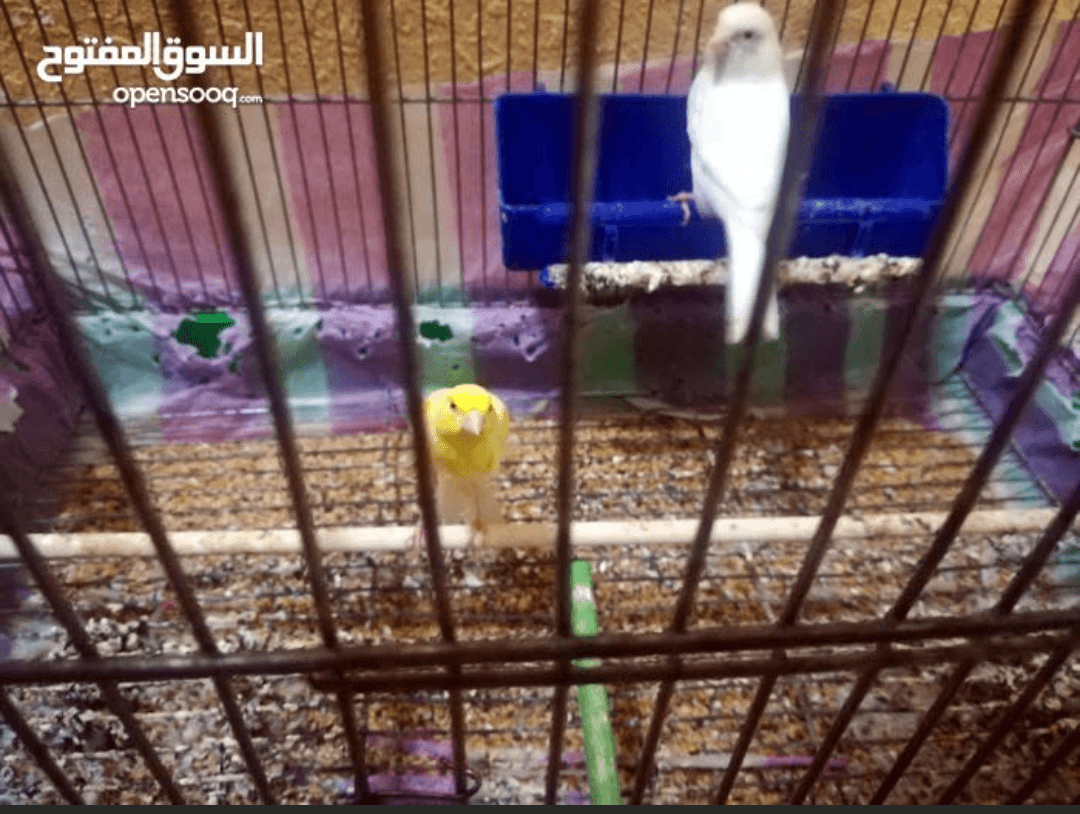 للبدل للبيع
لا تنسَ أنك شاهدت هذا الإعلان في عنكبوت
جوز كوكتيل تحتو اربع بيضات
دره اليف7اشهر
بند...