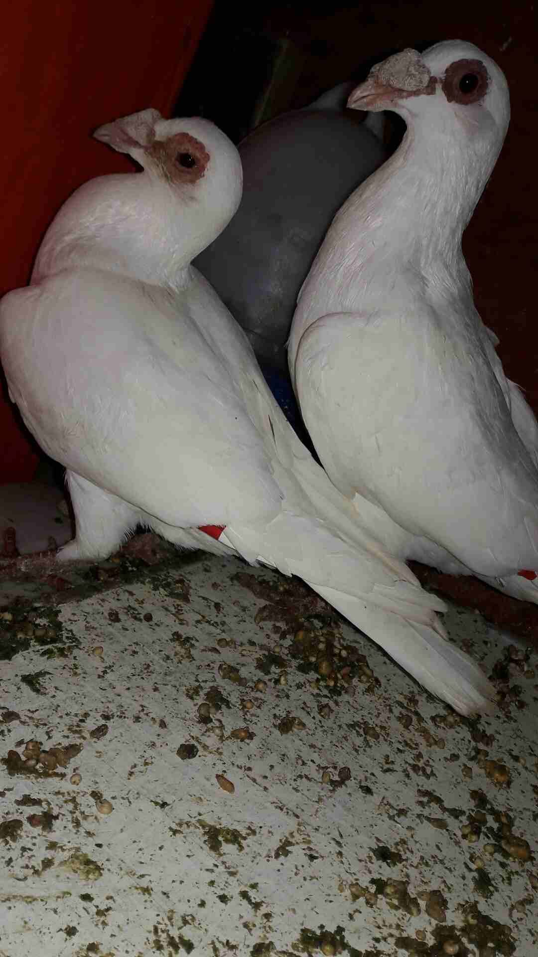 جوز بغادنة
لا تنسَ أنك شاهدت هذا الإعلان في عنكبوت
جوز بغادنة بالصلاة ع النبي موجودات بالاشرافية...