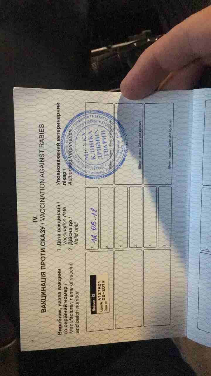 كلب يورك شير زينه اوكراني مع جواز سفر
لا تنسَ أنك شاهدت هذا الإعلان في عنكبوت
عمره ست شهور ذكر مع...