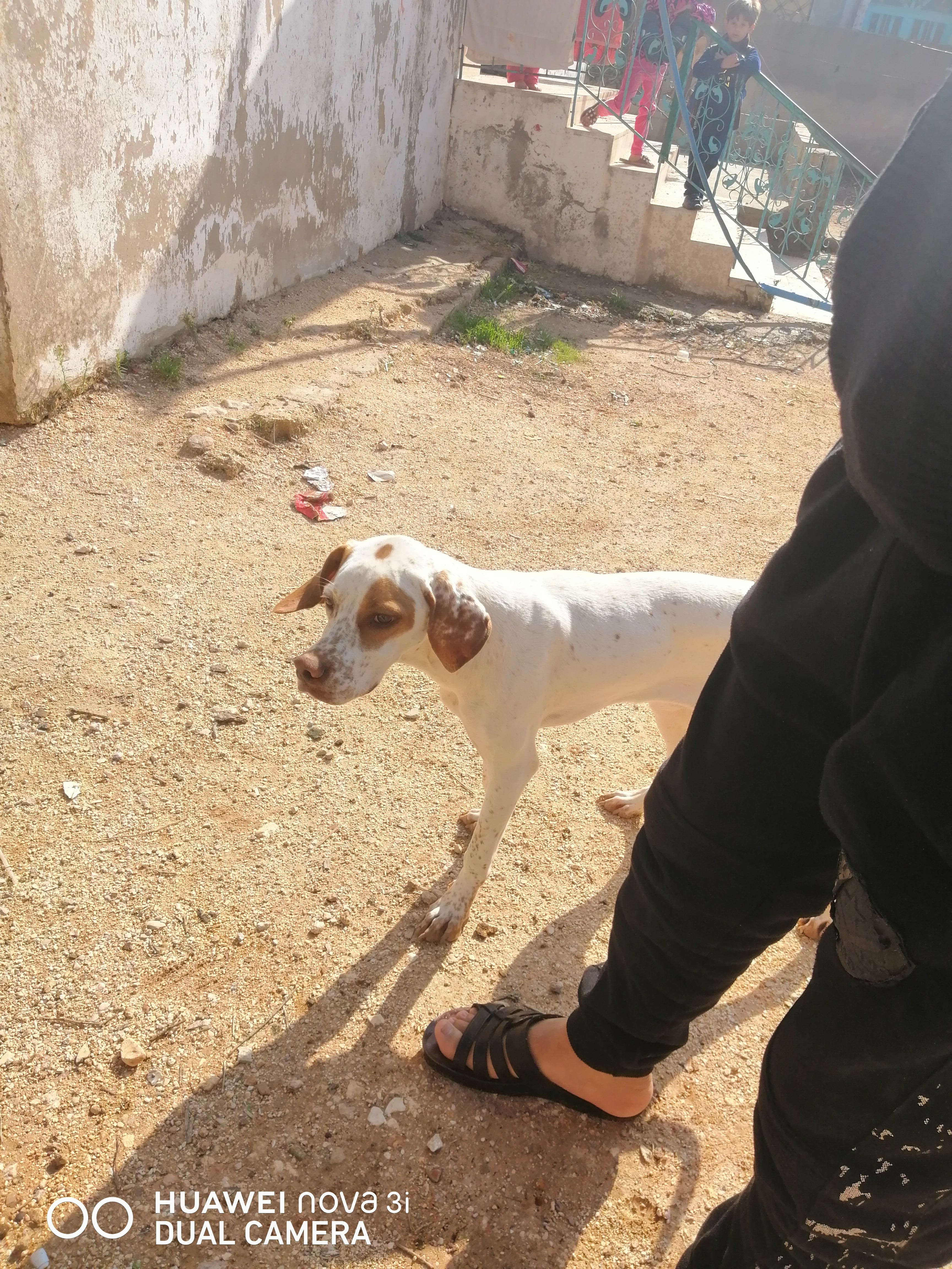 كلبه صيد للبيع عمر خمس شهور جاهز للصيد مدربه ومتعوب عليها شغالة ميه بالميه
لا تنسَ أنك شاهدت هذا الإعلان في عنكبوت...