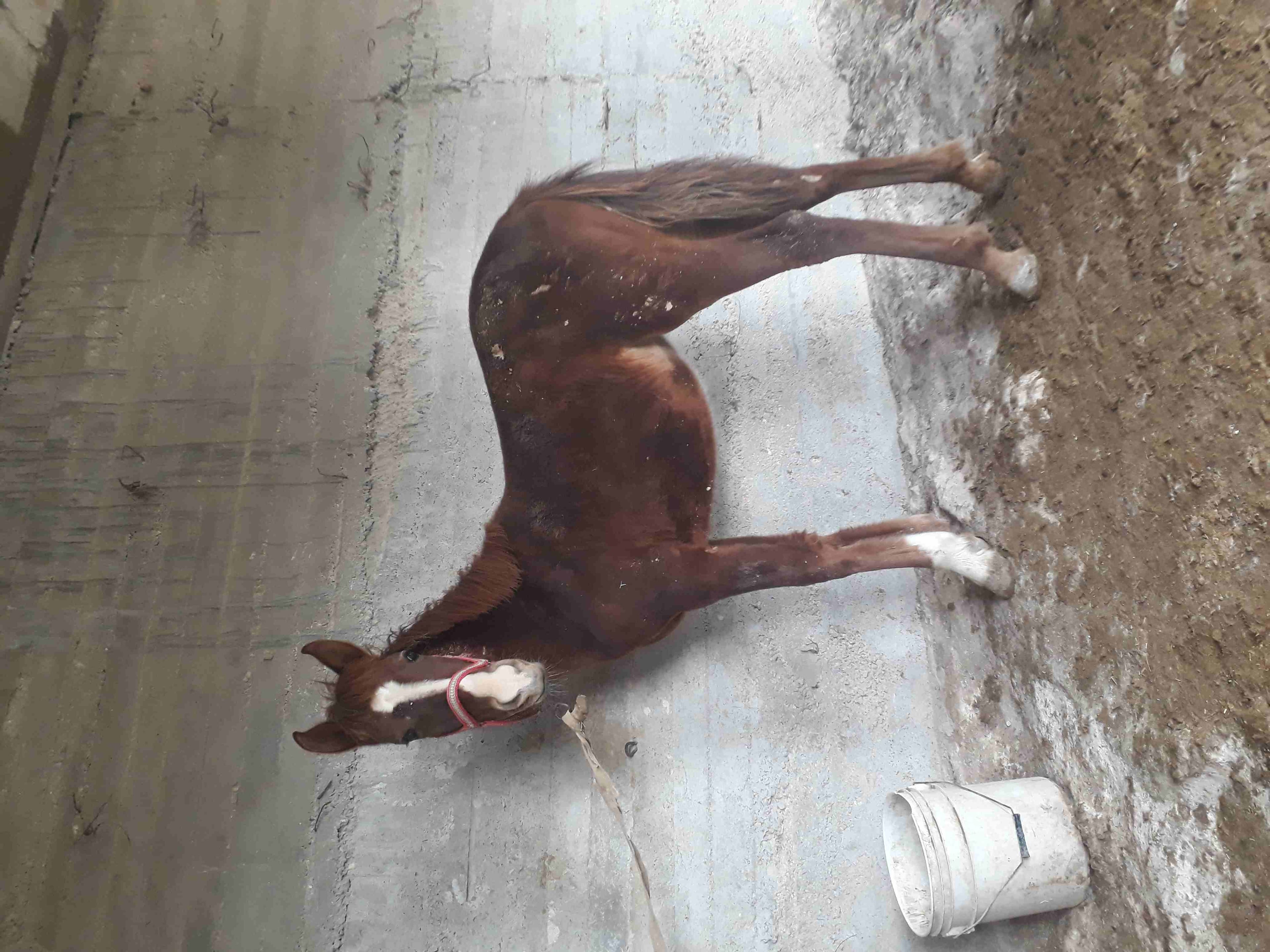 مهره بنت غيلان امها انقليزيه
لا تنسَ أنك شاهدت هذا الإعلان في عنكبوت
مهره بنت غيلان امها انقليزيه...
