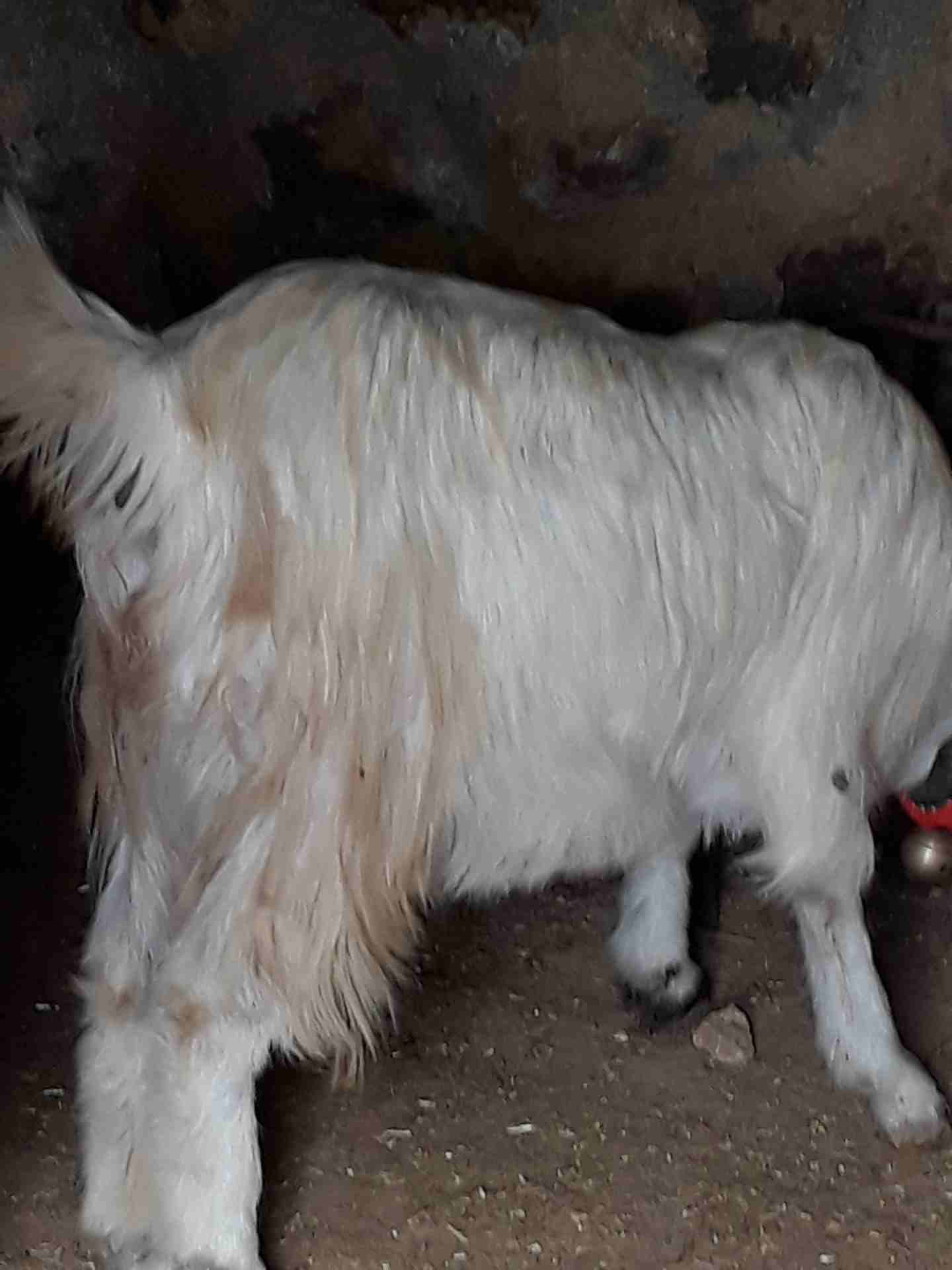 ثنايا عشار
لا تنسَ أنك شاهدت هذا الإعلان في عنكبوت
ثنايا عشار وفي درار لاي استفسار موجودات بالمفر...