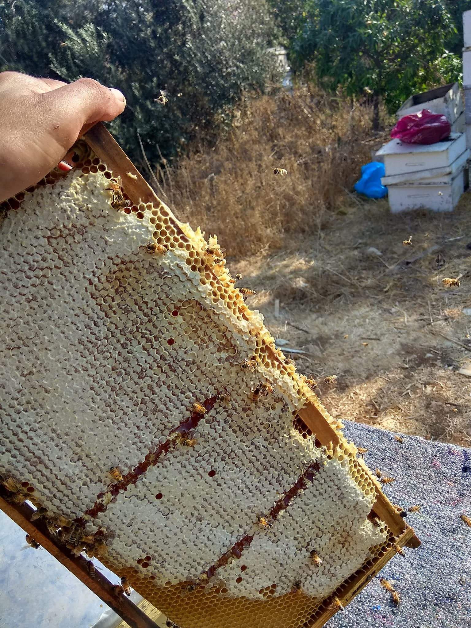 عسل بلدي مظمون ٪ لتجار الجمله للإستفسار يرجى الاتصال
لا تنسَ أنك شاهدت هذا الإعلان في عنكبوت...