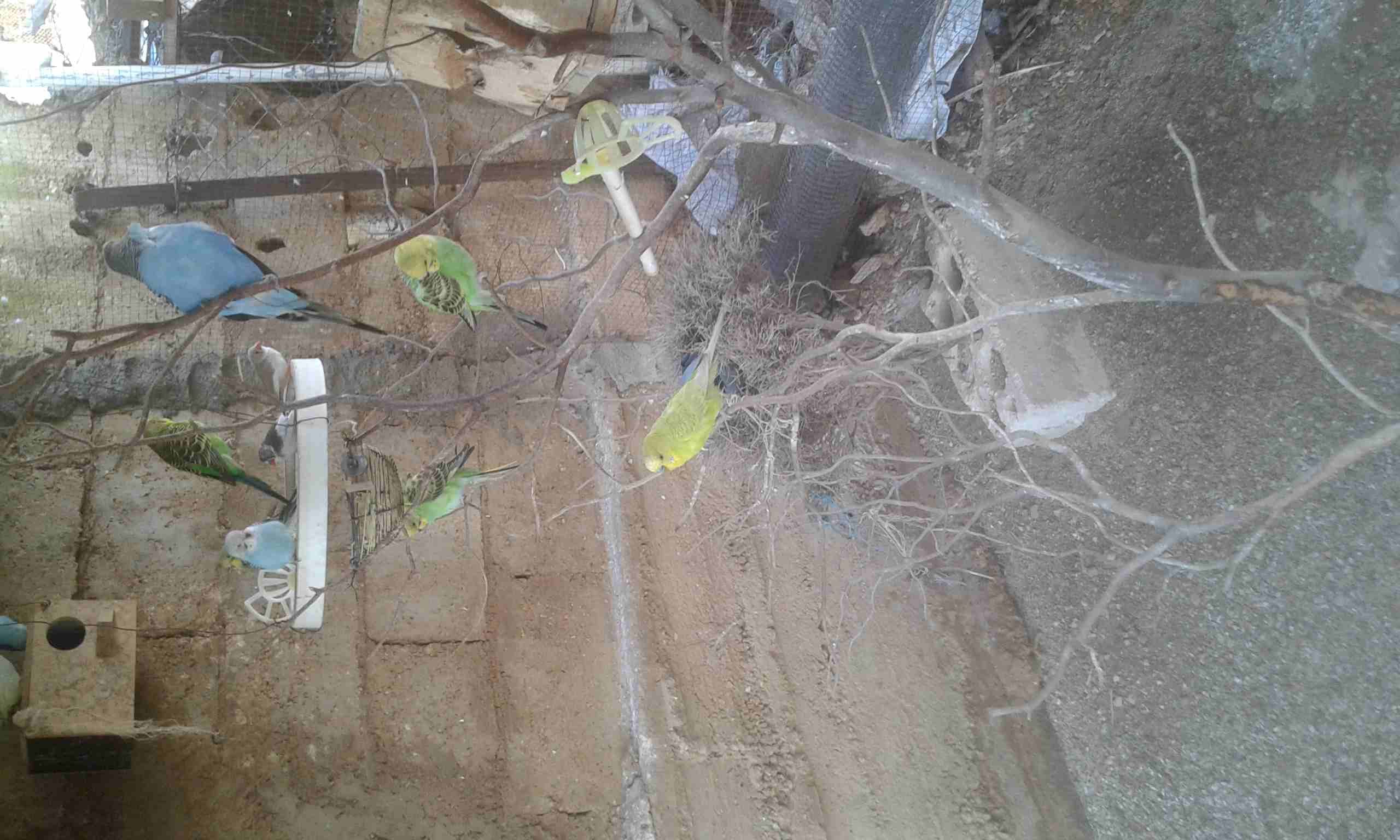 كوم عصافير حب وجنه
لا تنسَ أنك شاهدت هذا الإعلان في عنكبوت
جوز حب فحل مع طيرتين وأربع فراخ
جوز حب...