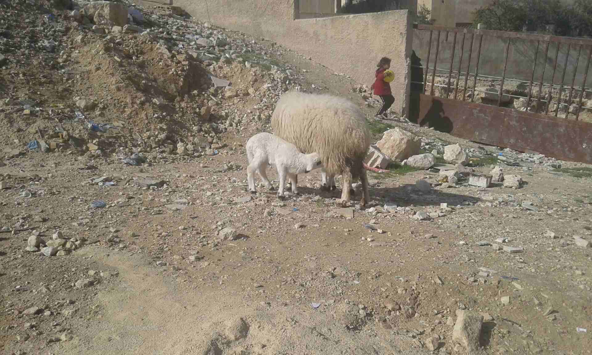 نعجه قبرصيه نخب النخب وراها توم
لا تنسَ أنك شاهدت هذا الإعلان في عنكبوت
نعجه قبرصي اصلي نخب النخب...