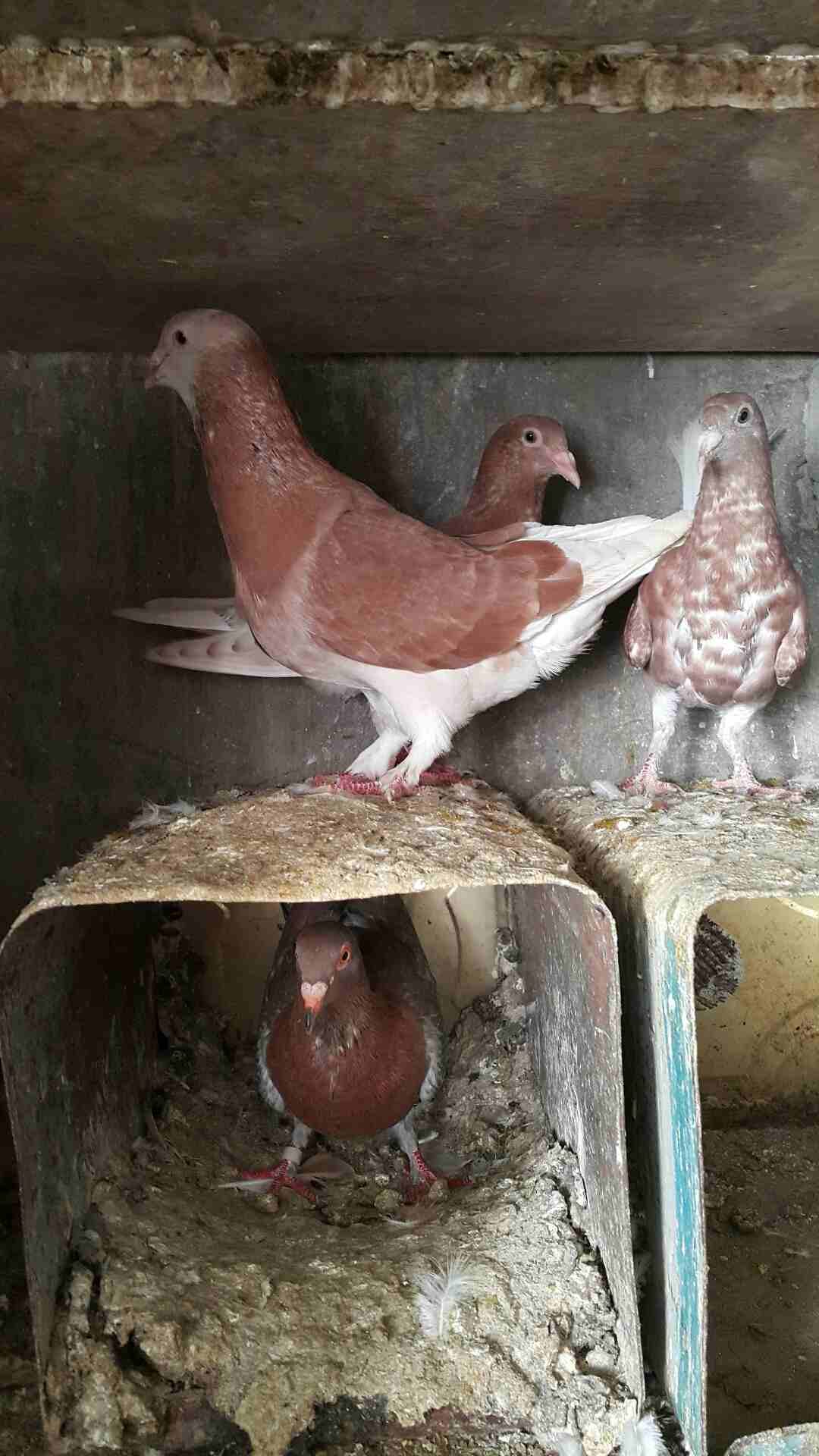 جوز دبسي على منمرة معهم فراخ بسعر حرق
لا تنسَ أنك شاهدت هذا الإعلان في عنكبوت
السلام عليكم
دبسي ب...