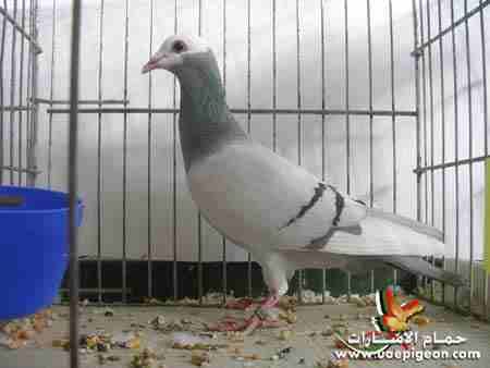 سؤال لأهل الخبرة شو اسم هذا النوع
لا تنسَ أنك شاهدت هذا الإعلان في عنكبوت
شو نوعه وكم سعر الجوز...