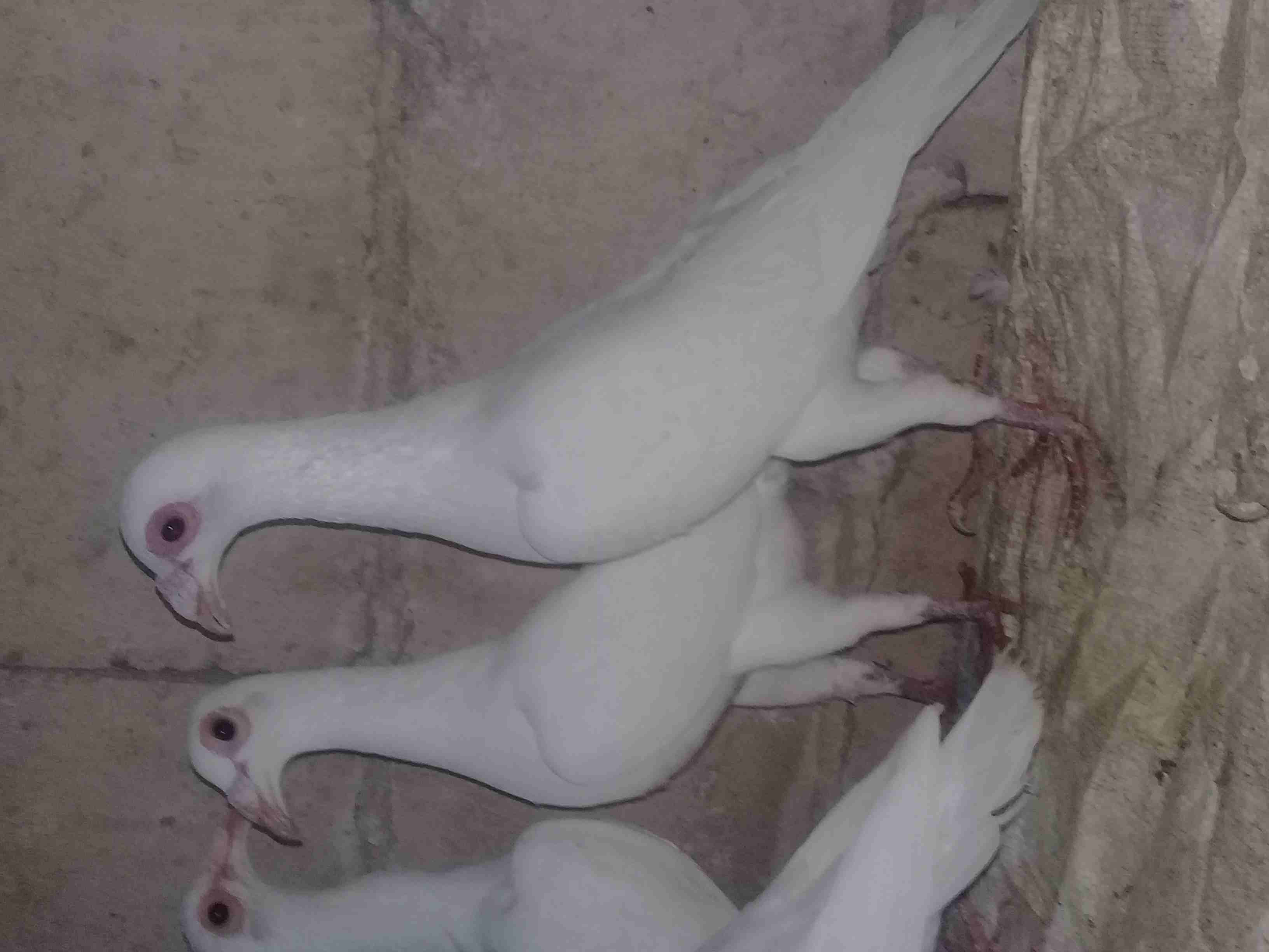 حما بغادنه شغلات
لا تنسَ أنك شاهدت هذا الإعلان في عنكبوت
اجواز شغاله ومخاليف 10 حبات...