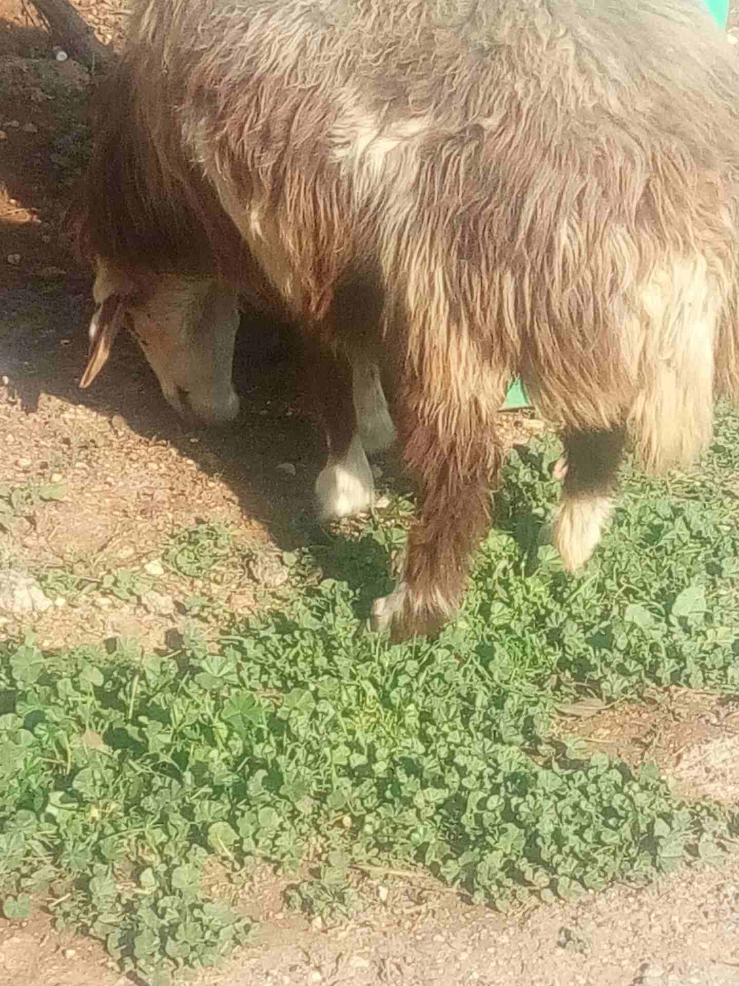 غنم لحم
لا تنسَ أنك شاهدت هذا الإعلان في عنكبوت
نعجة لحم سن النعجة رباعية ... العابور عمرها 11 ش...