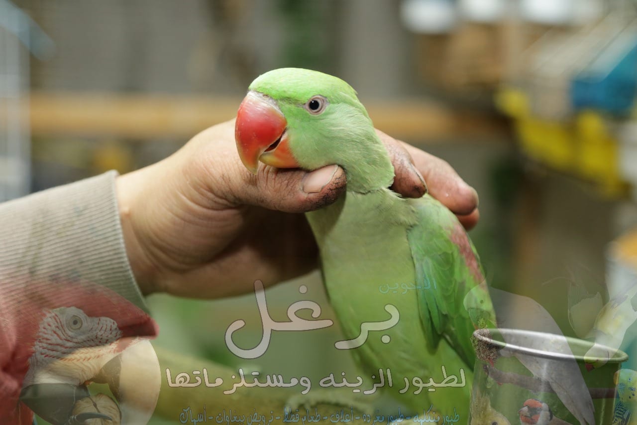 ببغاء كساندرا زق يدوي عمر 5 شهور أليف جدا بداية كلام ناديلو بيجي طيران
لا تنسَ أنك شاهدت هذا الإعلان في عنكبوت...