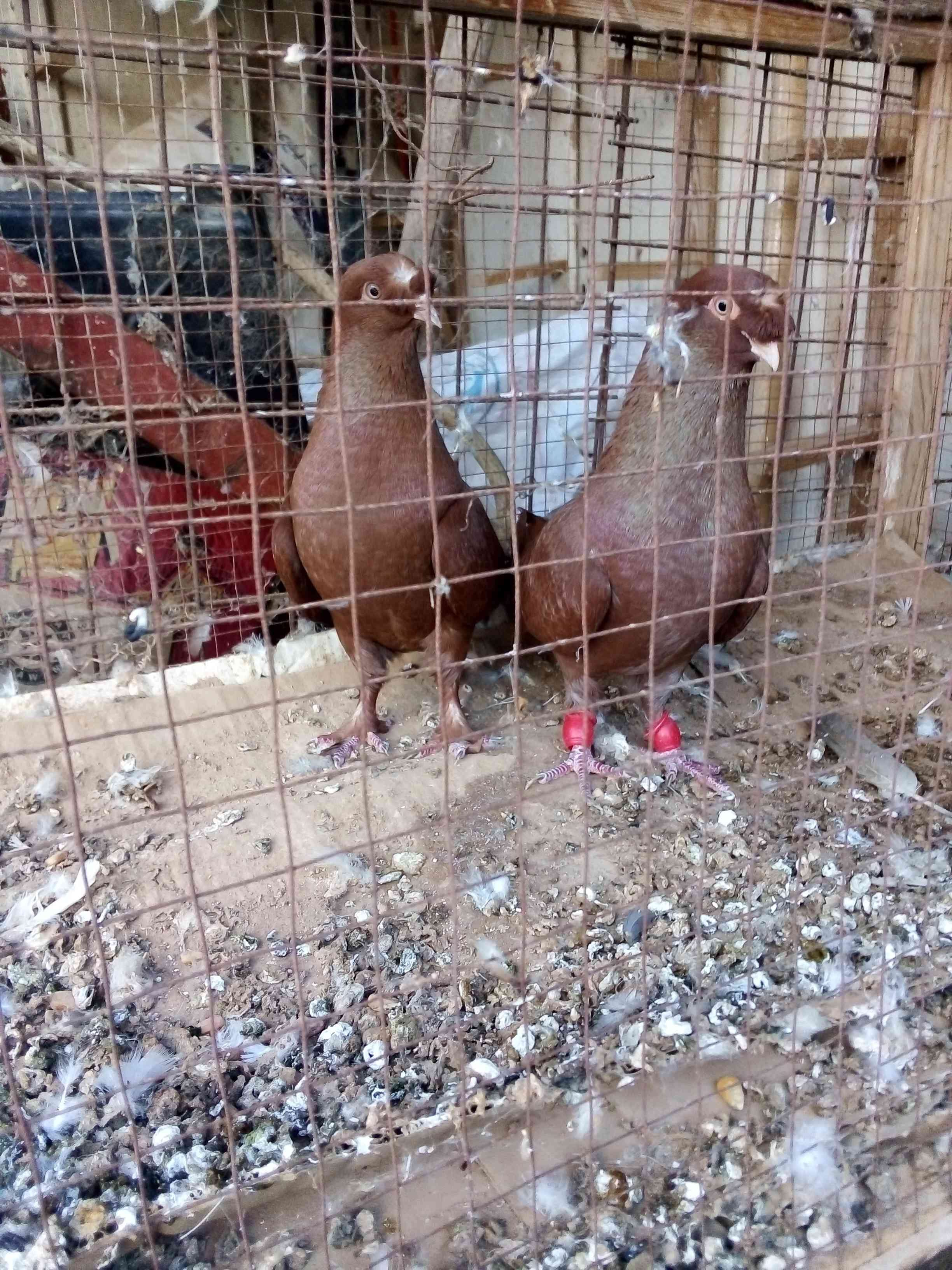 جواز زق شغاللات مخاليف
لا تنسَ أنك شاهدت هذا الإعلان في عنكبوت
سحاب شارع الستين قرب ترخيص جنو...